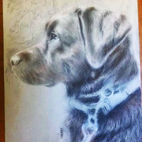 Pencil drawing of a Labrador Retriever profile drawing by Sarah Labrot