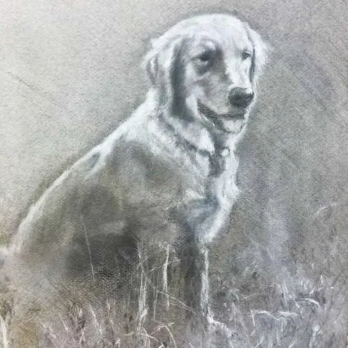 Charcoal drawing of a dog sitting in grass by portrait artist Sarah Labrot 