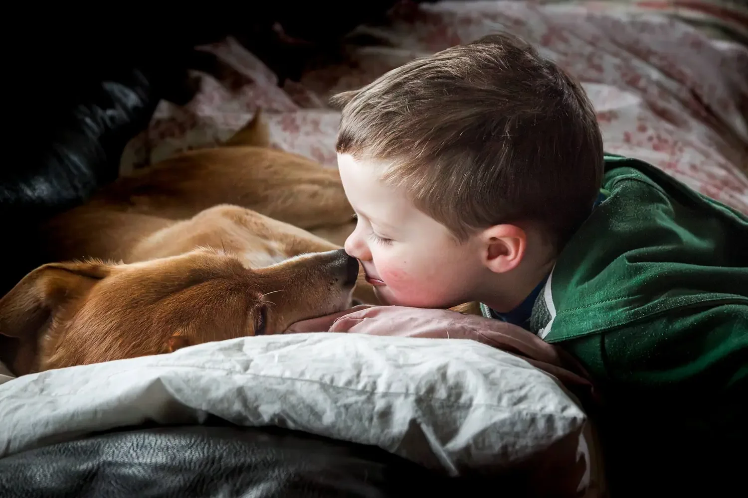 A young boy with short brown hair laying on a bed, nose to nose with a golden retriever, both with eyes closed, sharing a tender moment.
