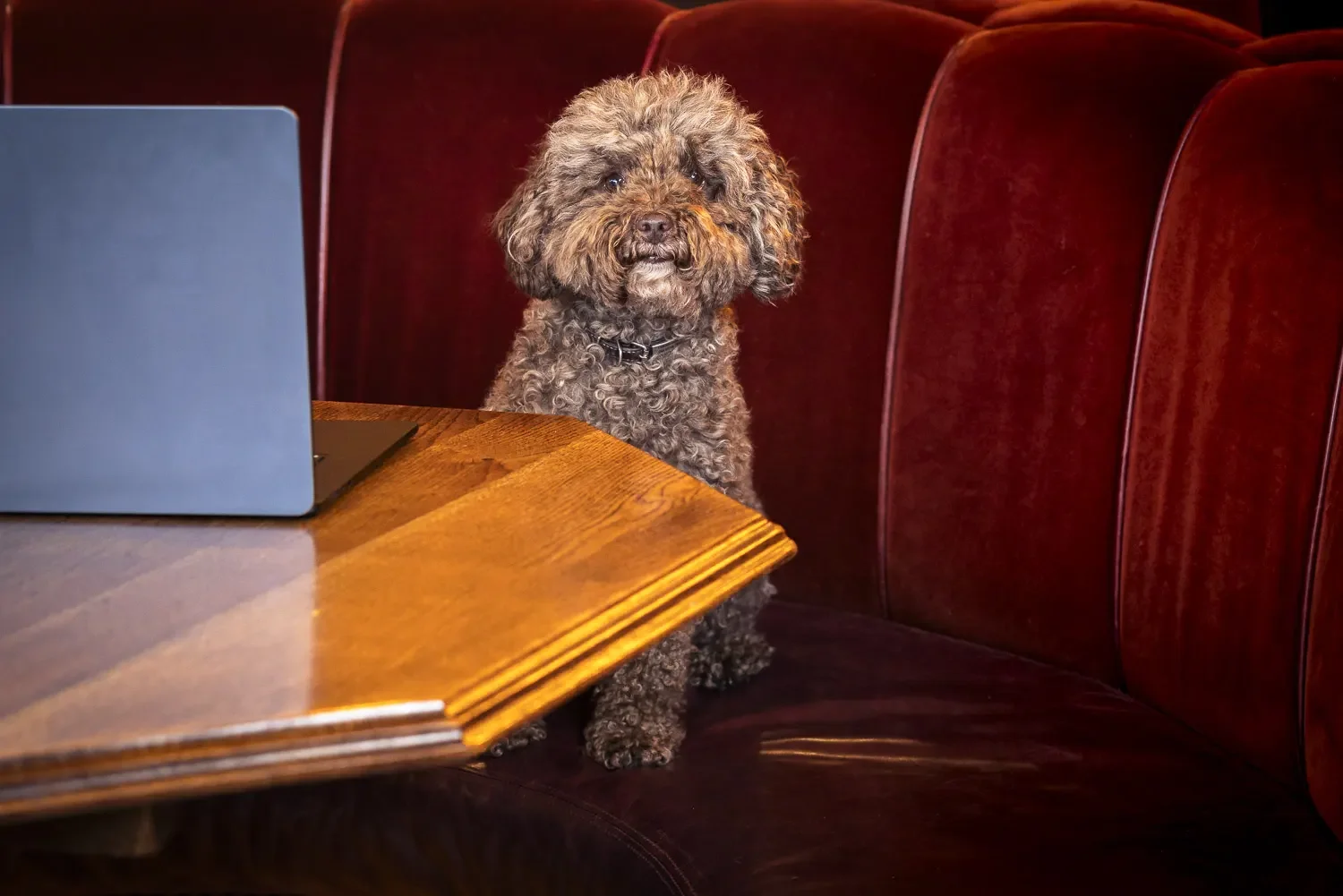 A curly-haired brown dog sitting in a booth at a restaurant or cafe, looking at a laptop on the table.