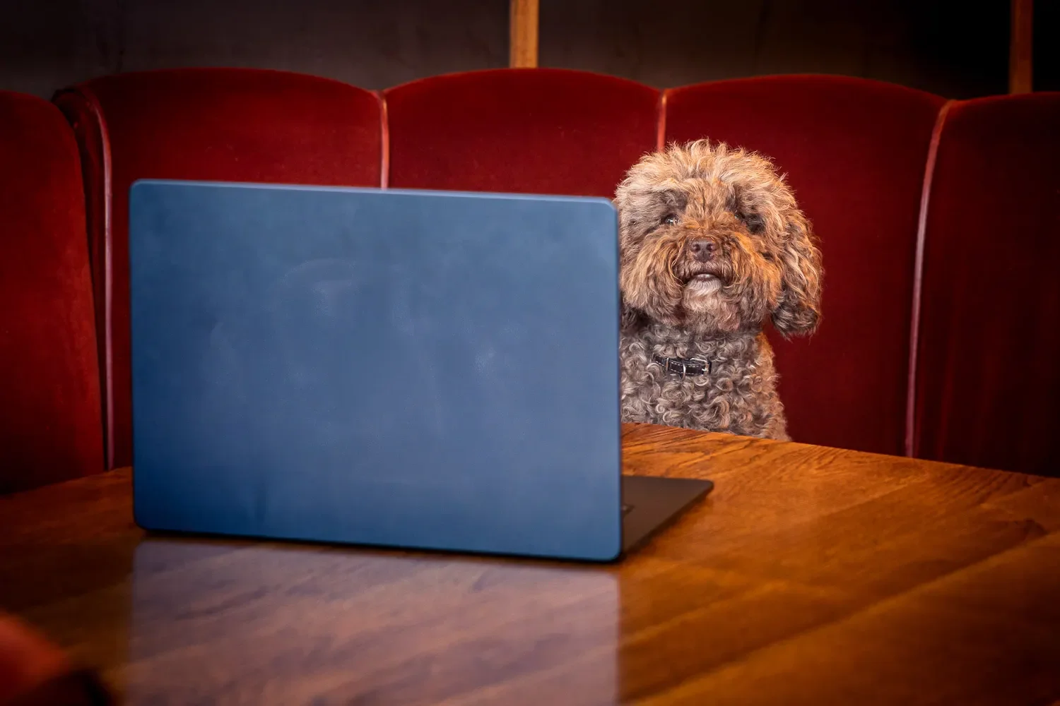 A curly-haired cockapoo seated at a wooden table in front of a laptop in a red velvet booth — a humorous team portrait from a St Albans branding photography shoot