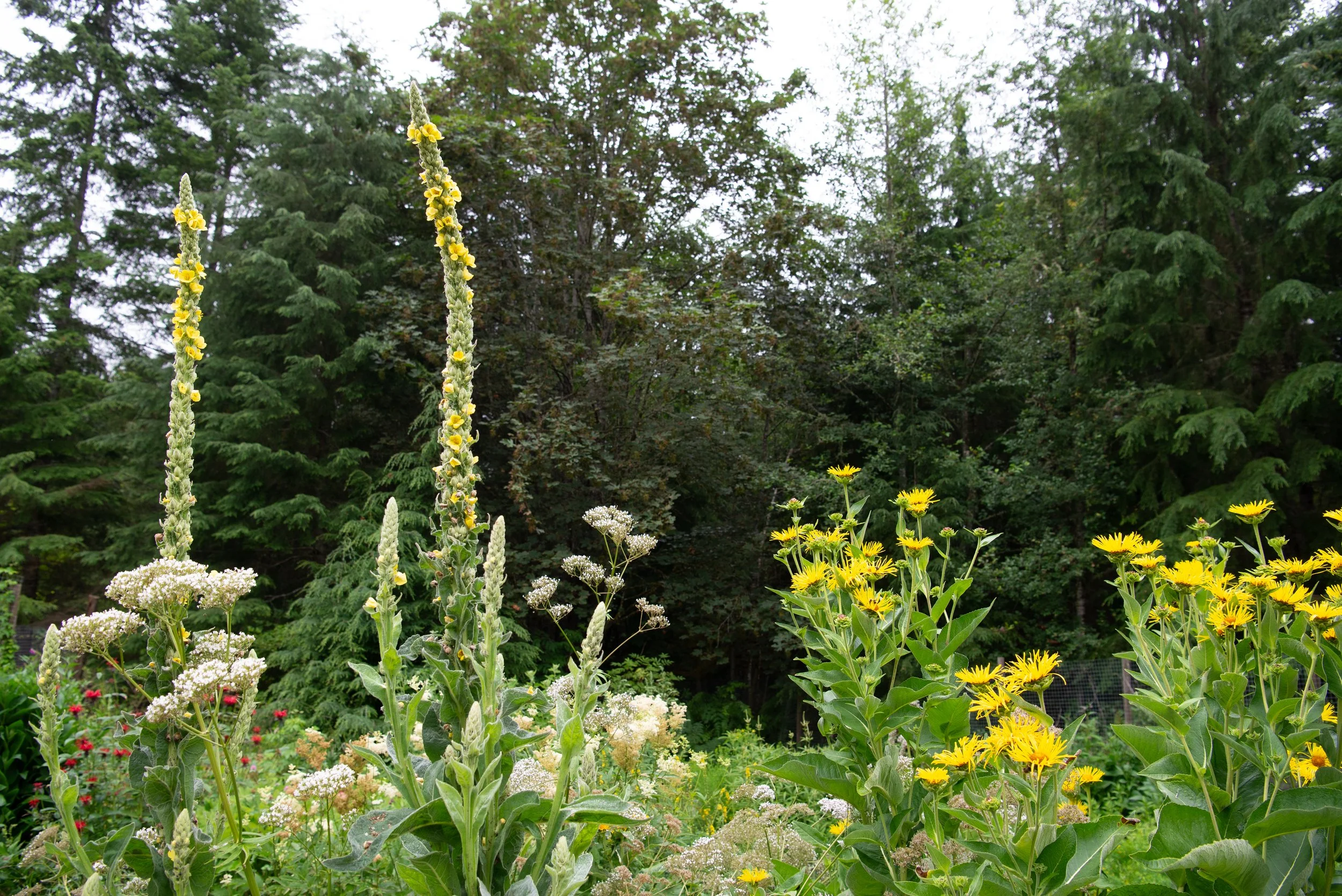 Grow Your Own Medicine: 10 herbs to add to your garden this year