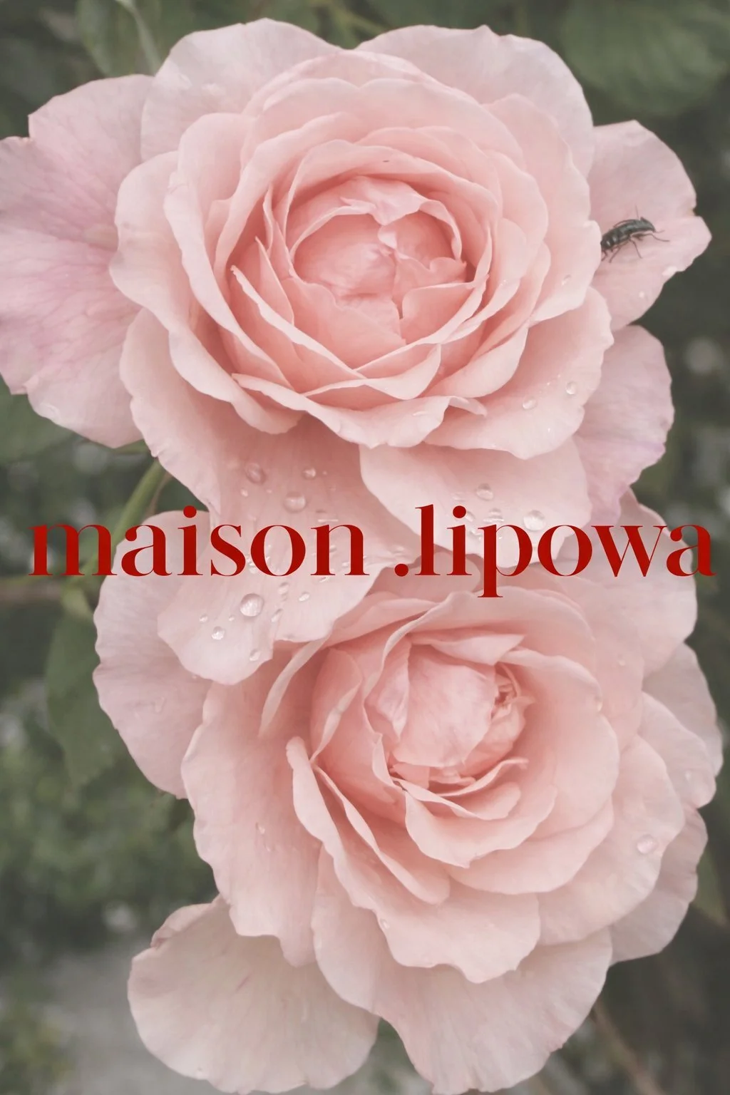 Spring, apparently.
Everything softening, whether you asked for it or not.

Petals, light, a little bit excessive.
We&rsquo;ll allow it.
.
.
.
#springmood
#romanticbutnot
#softaesthetic
#editorialstyle
#quietluxury