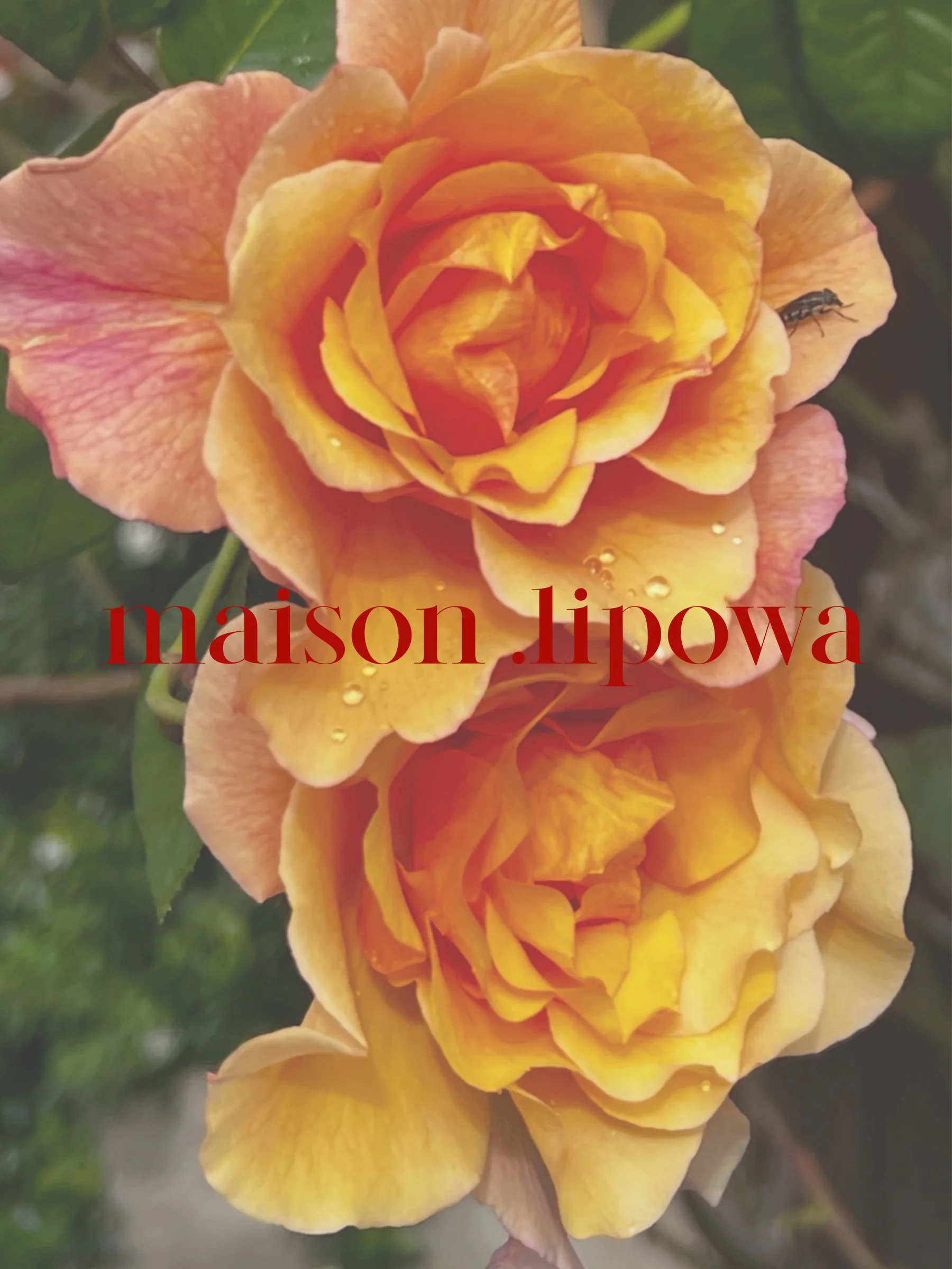 ML_Materia_Carnelian_Chain_Necklace_Rose.jpg