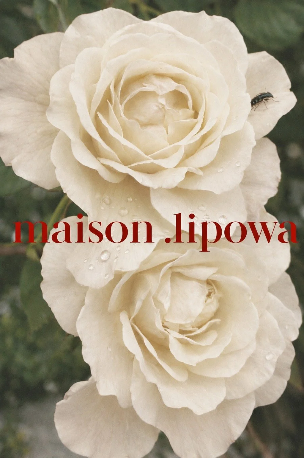 Roses.jpg