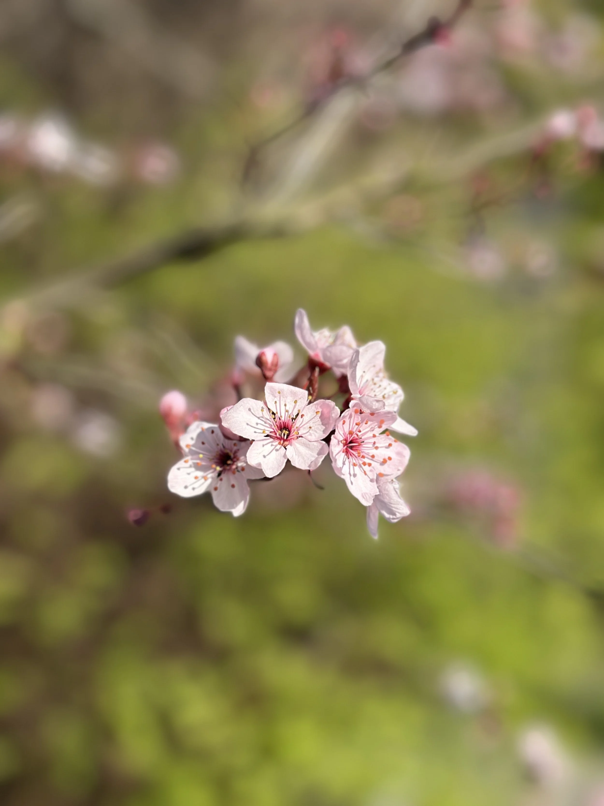 Der innere Frühling: Widderkraft, Ostern und das Merkurjahr verstehen