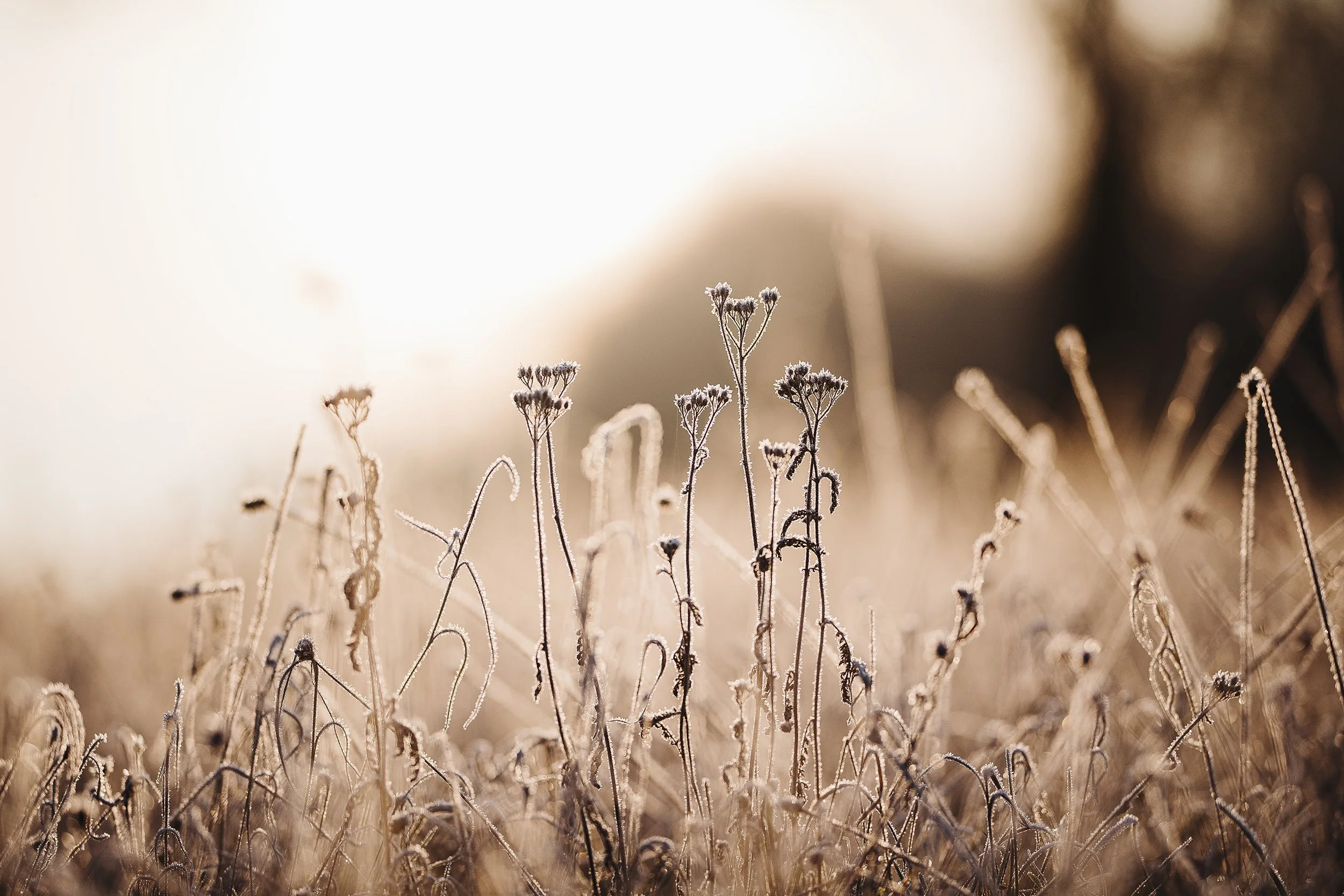 Planetenjahre und Zeitqualitäten – wie kosmische Rhythmen Natur und Mensch begleiten