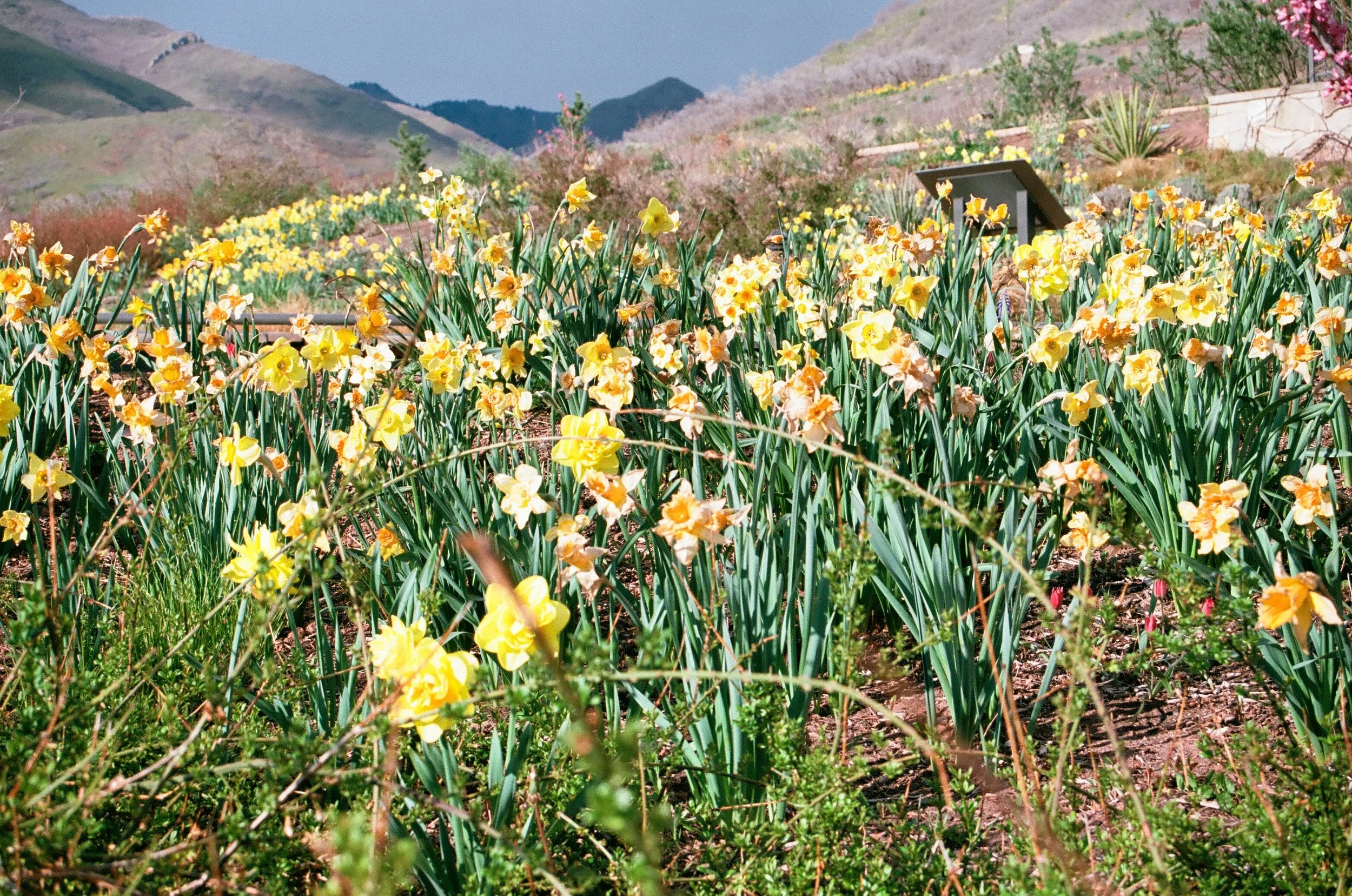 Red Butte Garden daffodil display in spring. Enticer Media photography Salt Lake City, Utah.