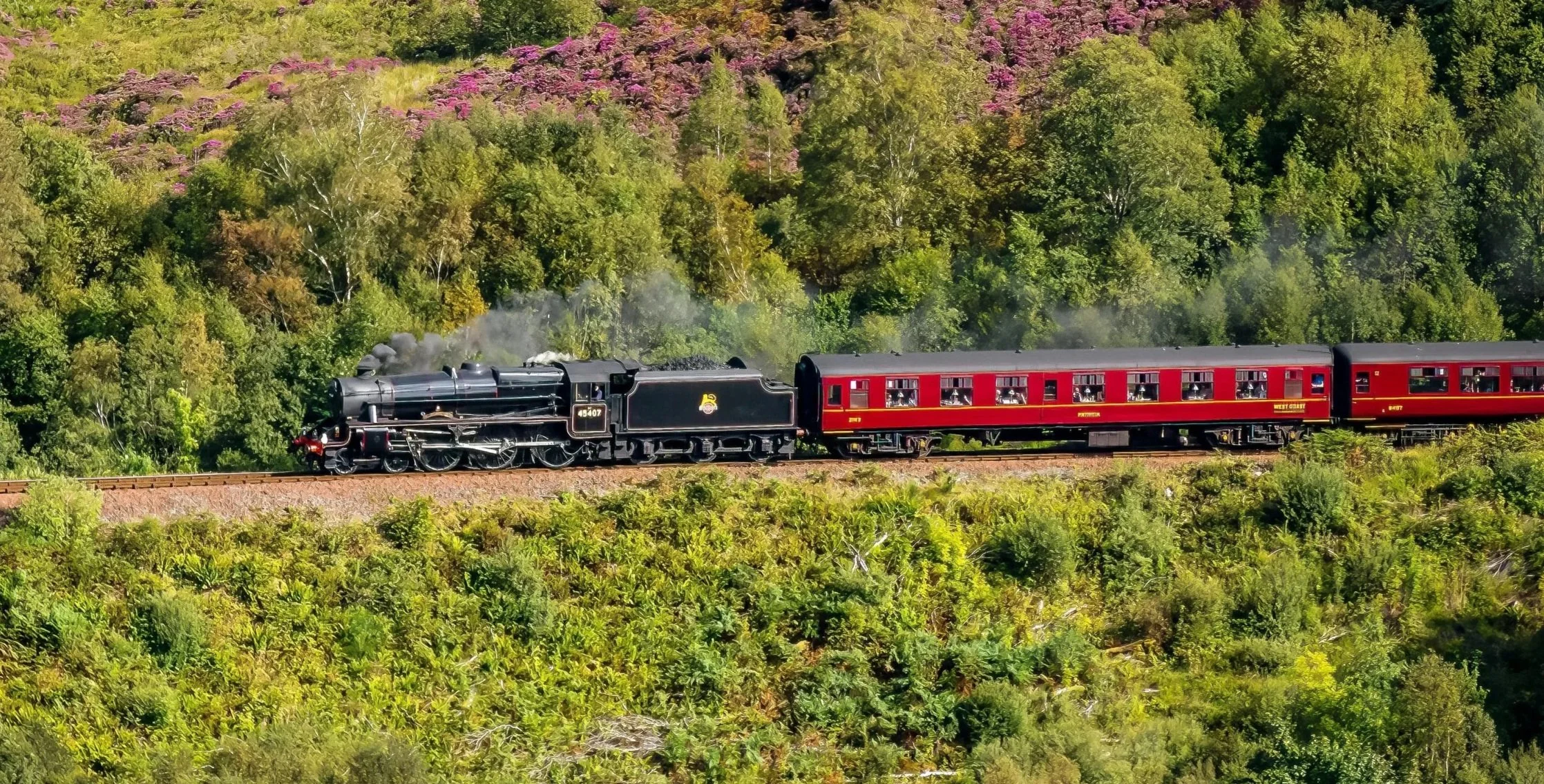 A black steam locomotive pulling red passenger cars through a lush green, hilly landscape with purple flowering trees in the background.