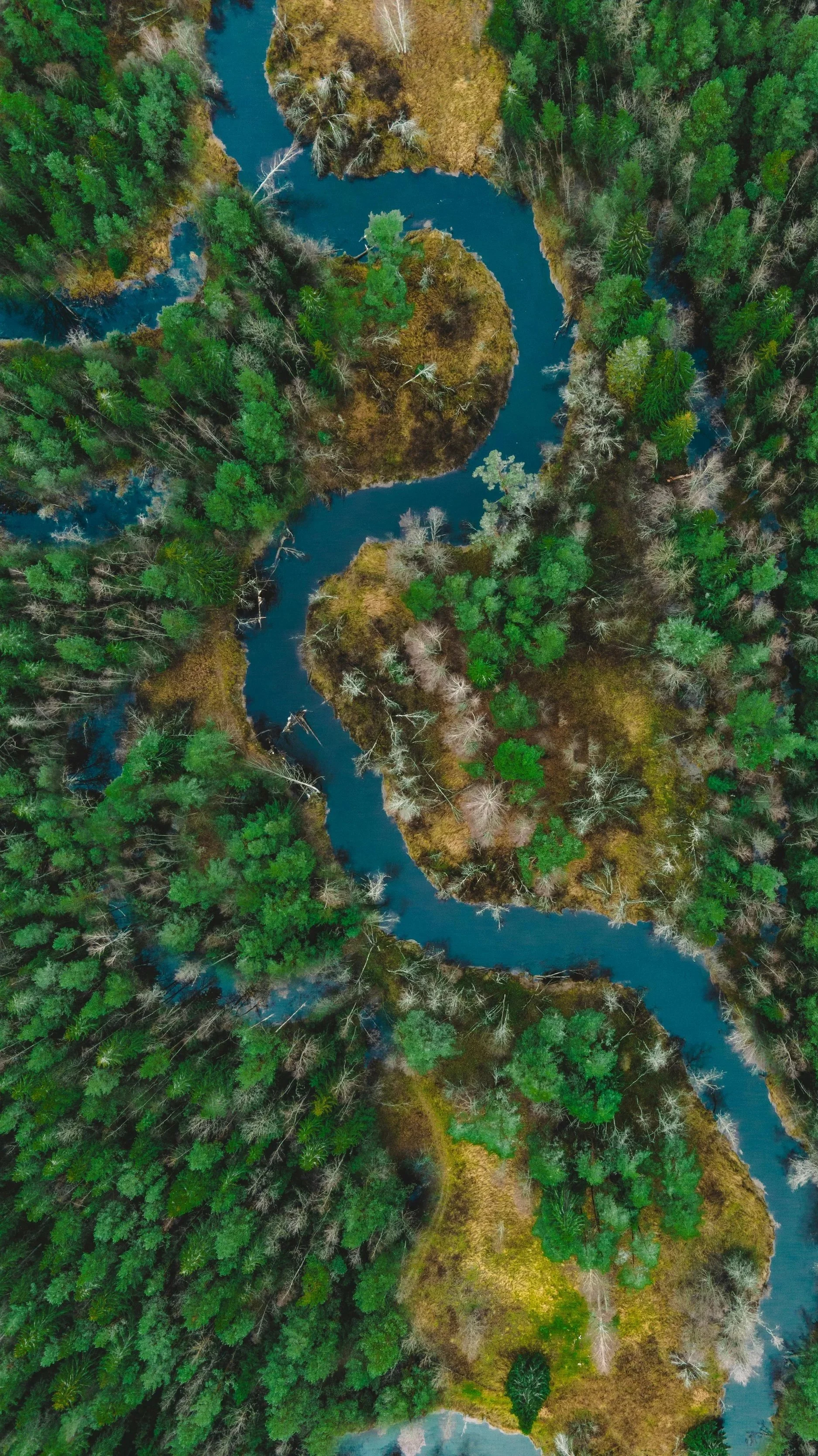 Aerial view of a winding river through a dense forest with a mix of green and leafless trees.