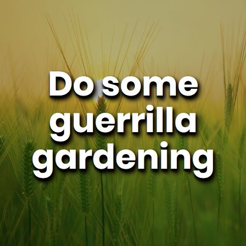Do some guerrilla gardening.jpg