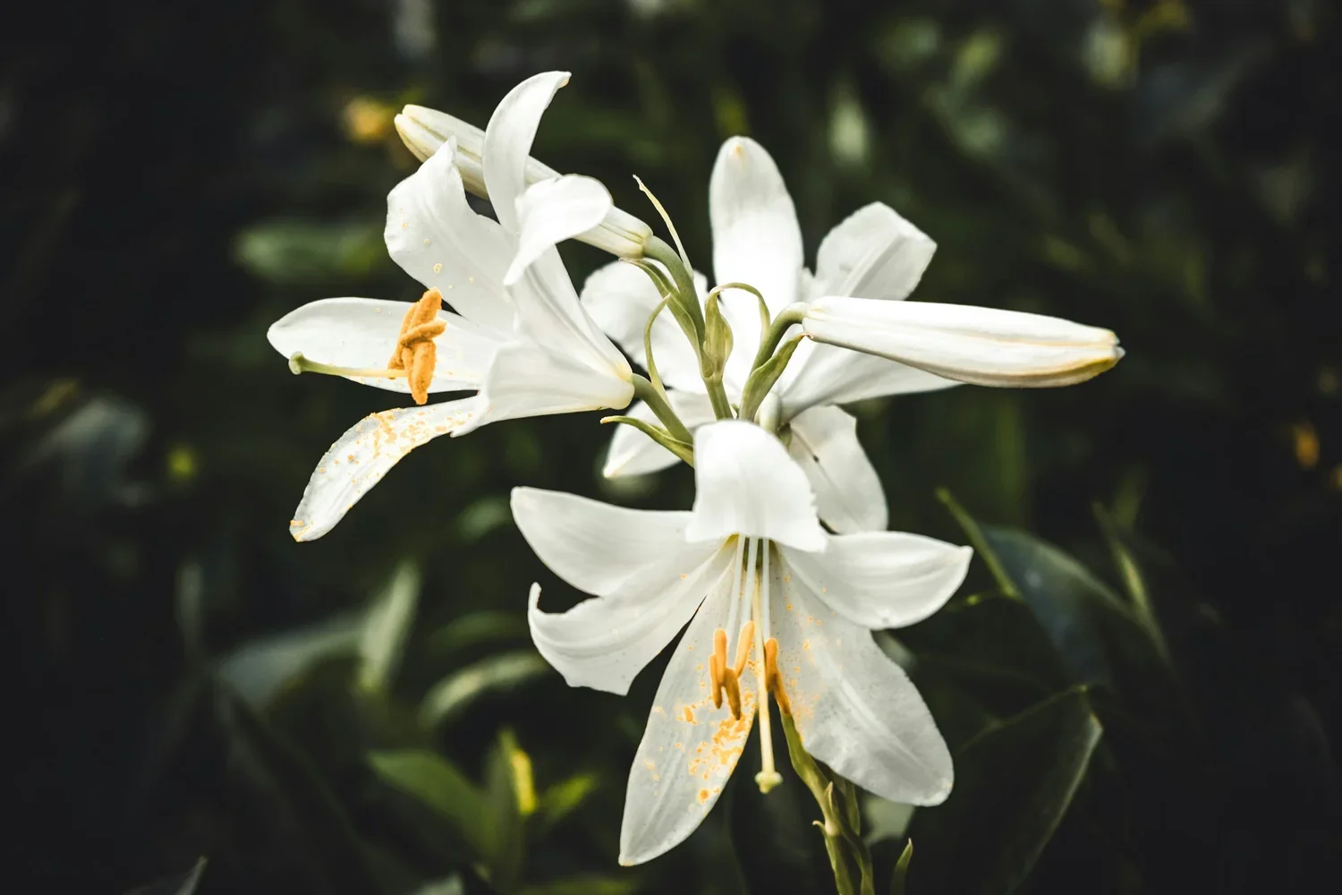 Close-up of white lilies with yellow stamens and pollen on dark background.
