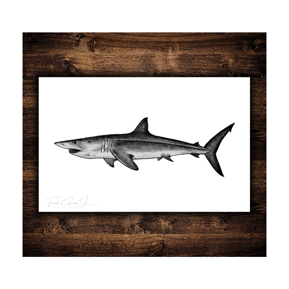 Mako Shark Print 1 Product Image With Wood.png