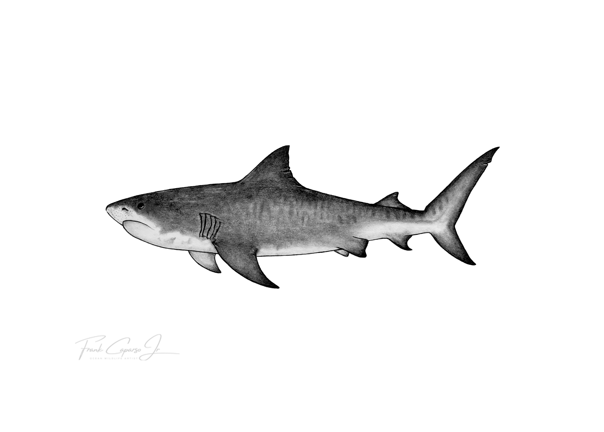 Tiger Shark Print 3 Product Image No Boarder.png