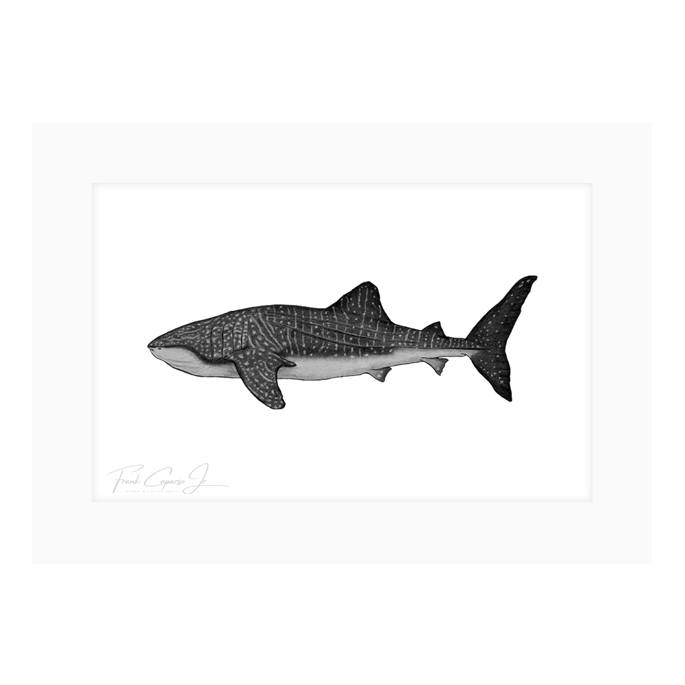 Whale Shark Print 1 Product Image Shadow.png
