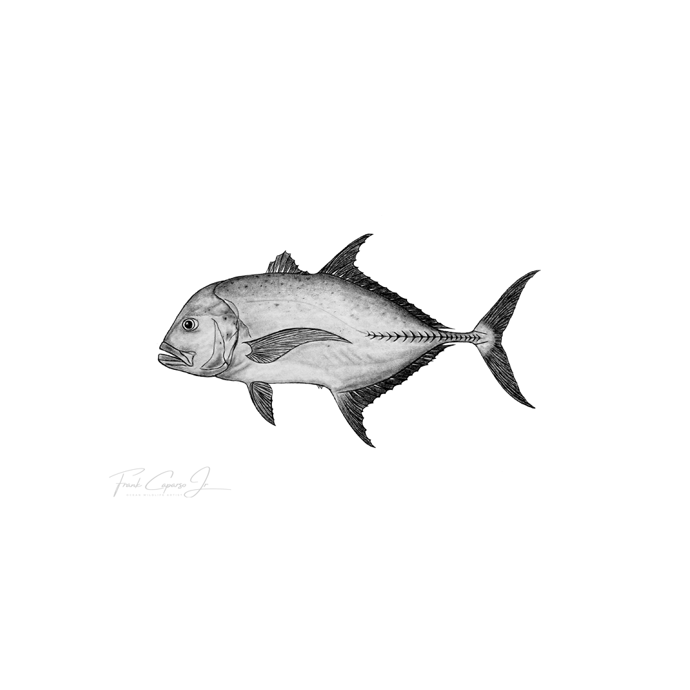 Ulua Product Image Blank.png