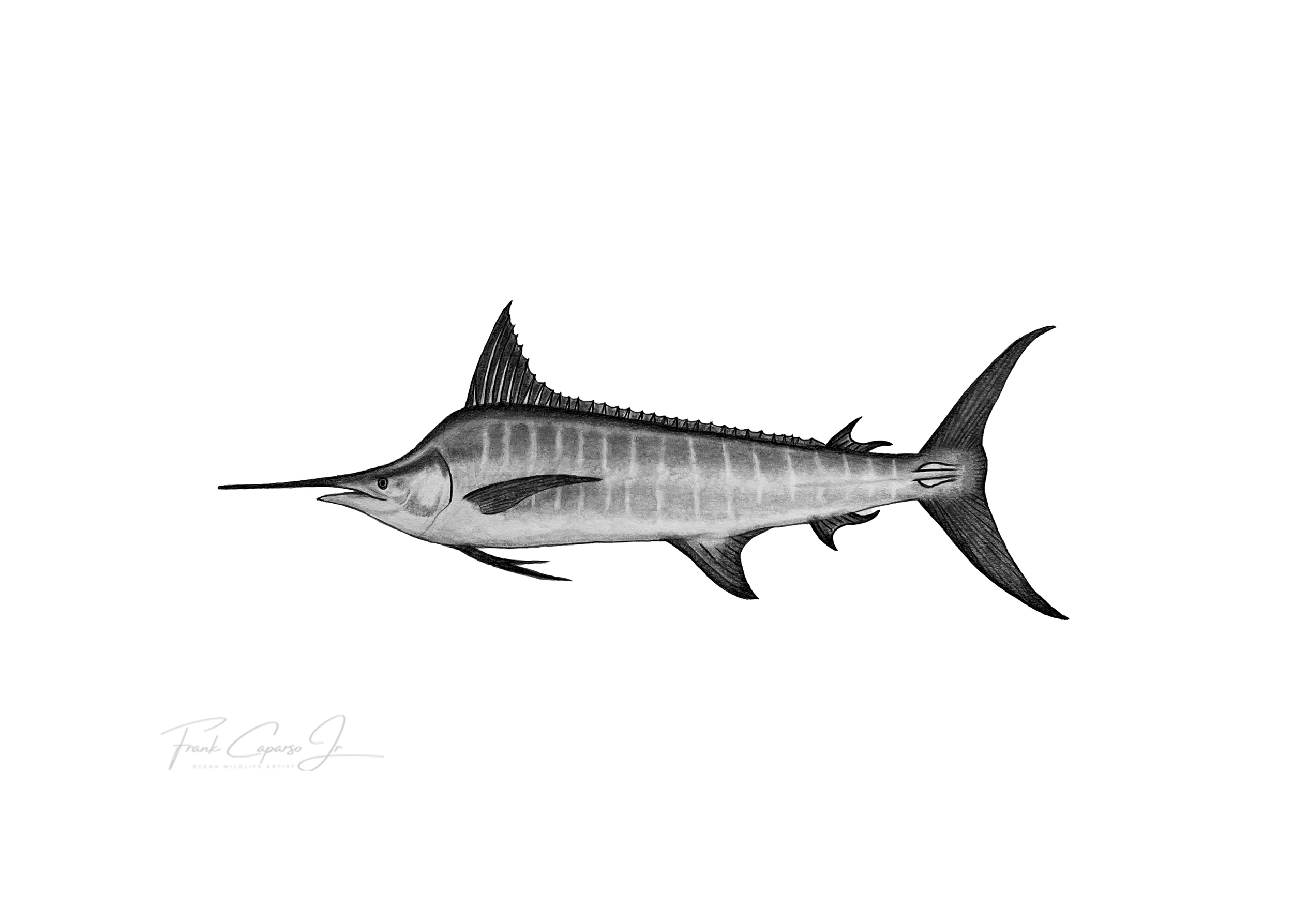 Striped Marlin Print 1 Product Image No Boarder.png