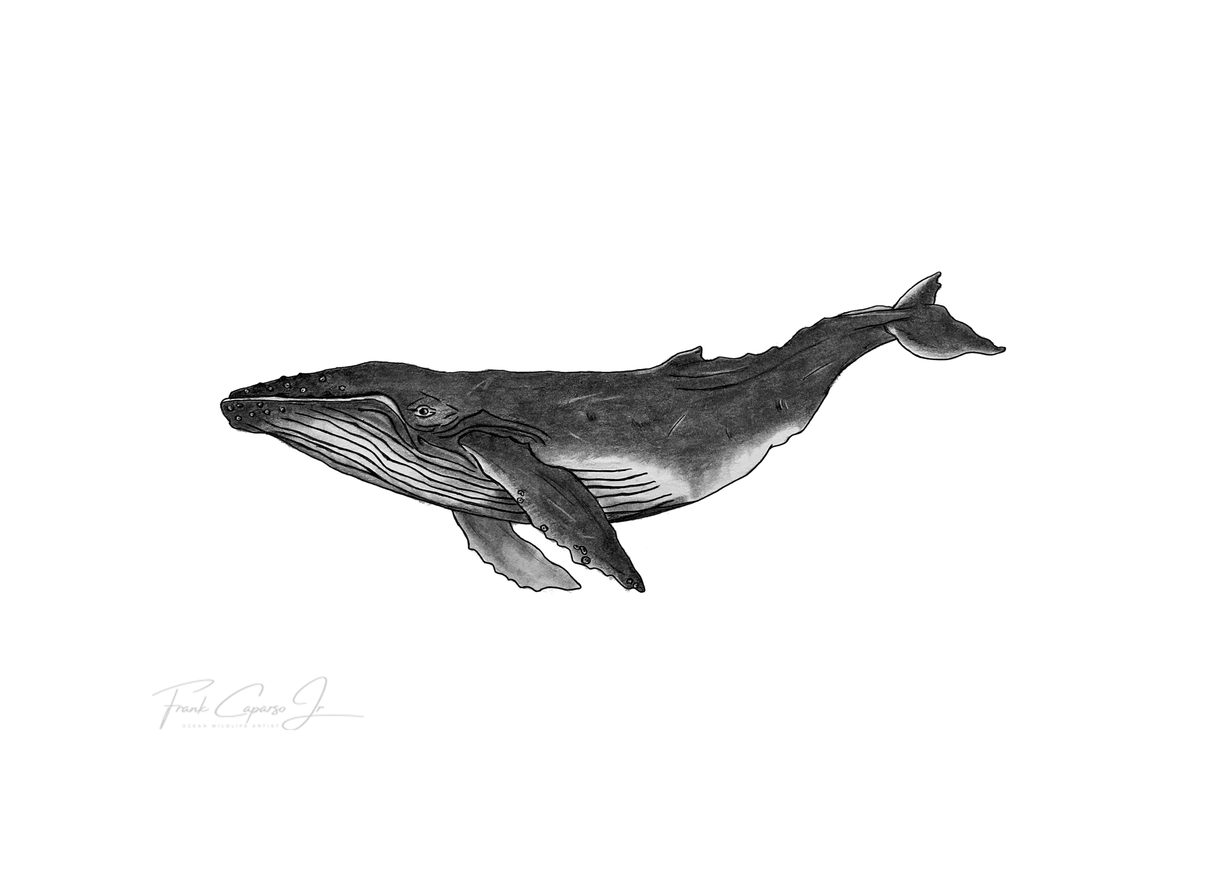 Whale Print 1 Product Image No Boarder.png