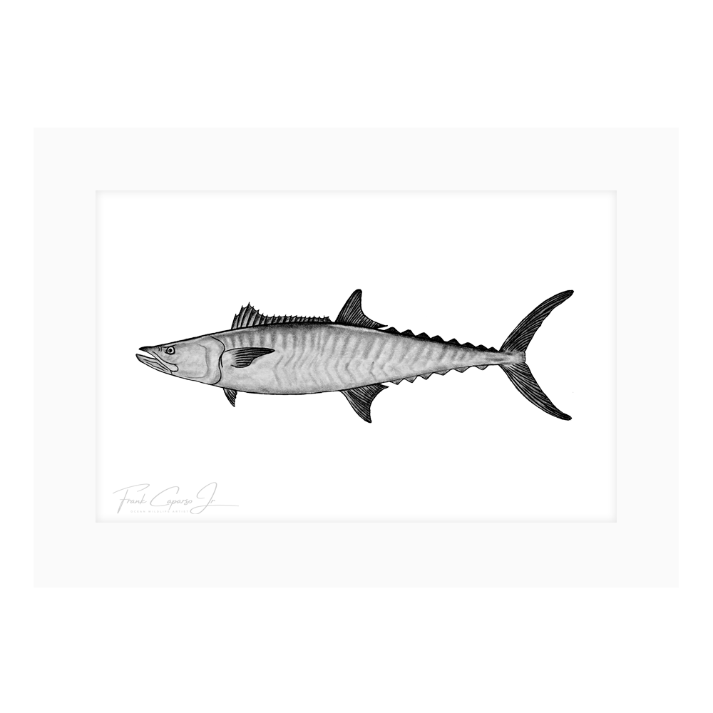 Mackerel Drawing Print No. 1