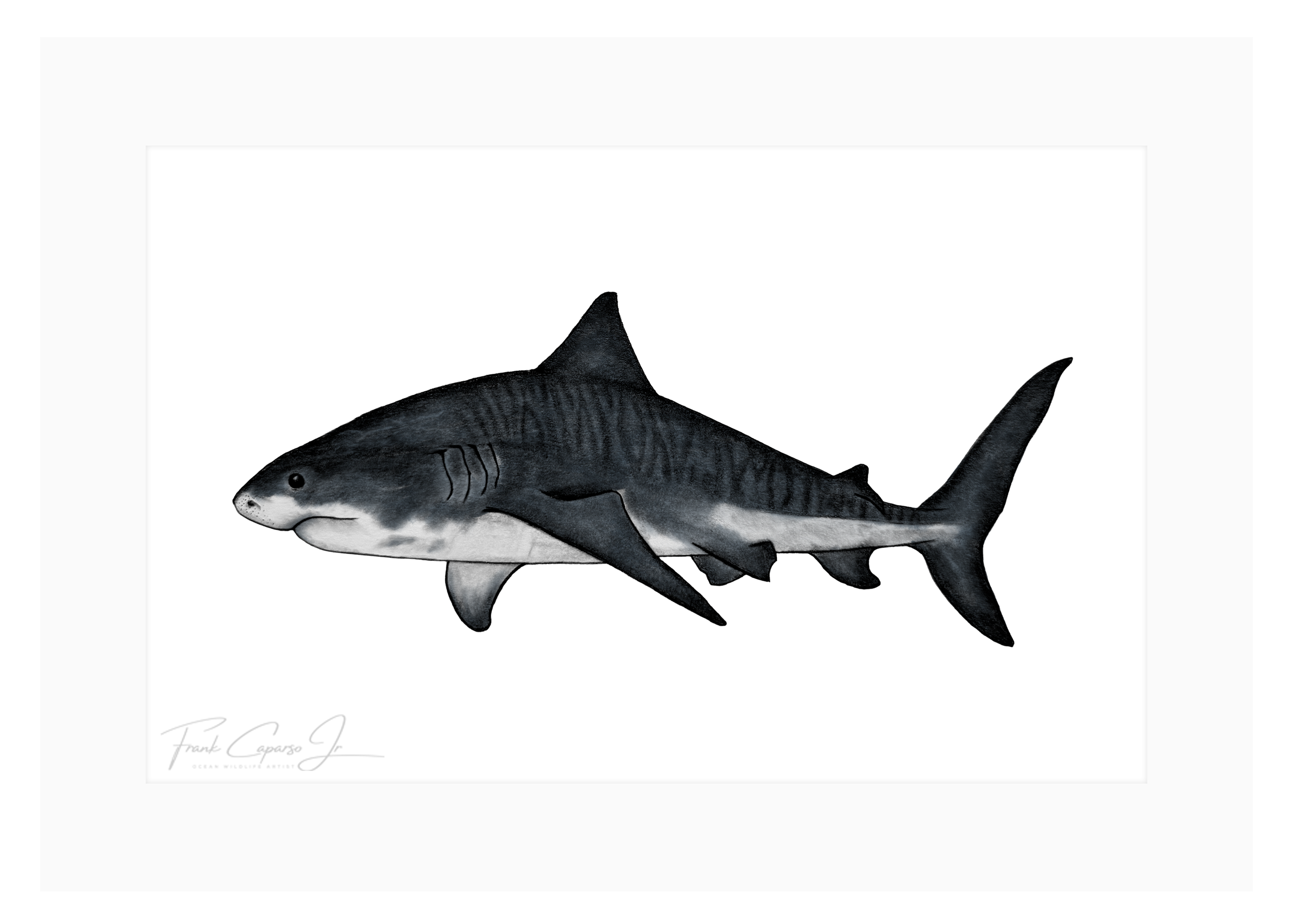 Tiger Shark Print 6 Product Image Colored.png