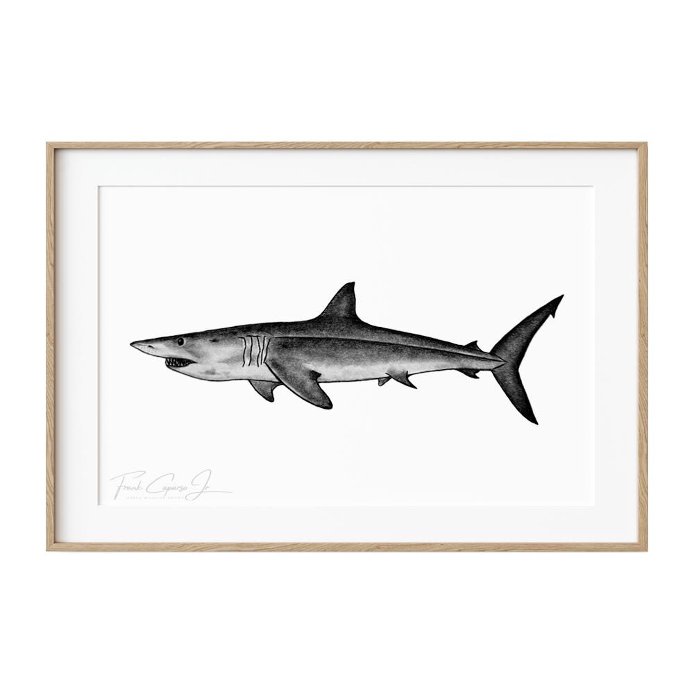 Mako Shark Print 1 Product Image Wood Frame.png