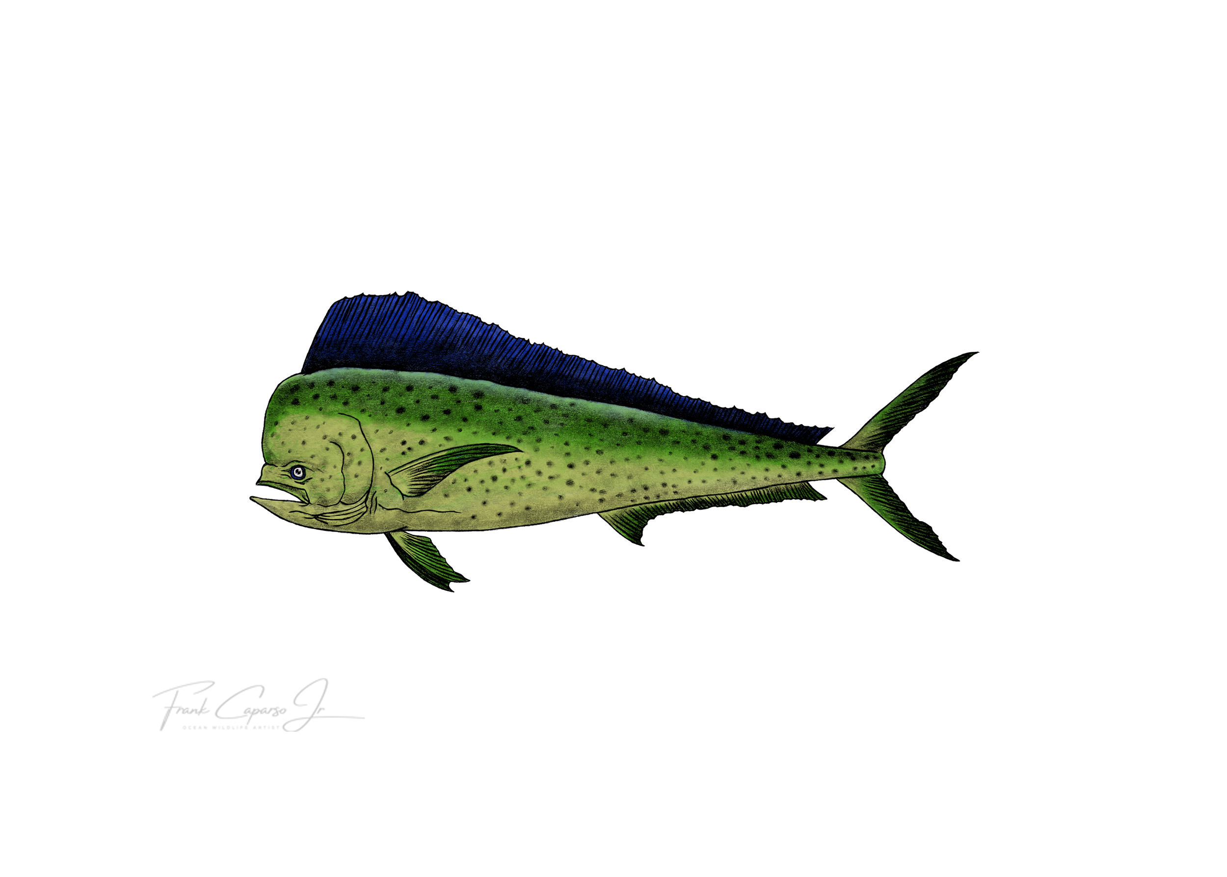 Mahi Mahi Product Image No Border.png