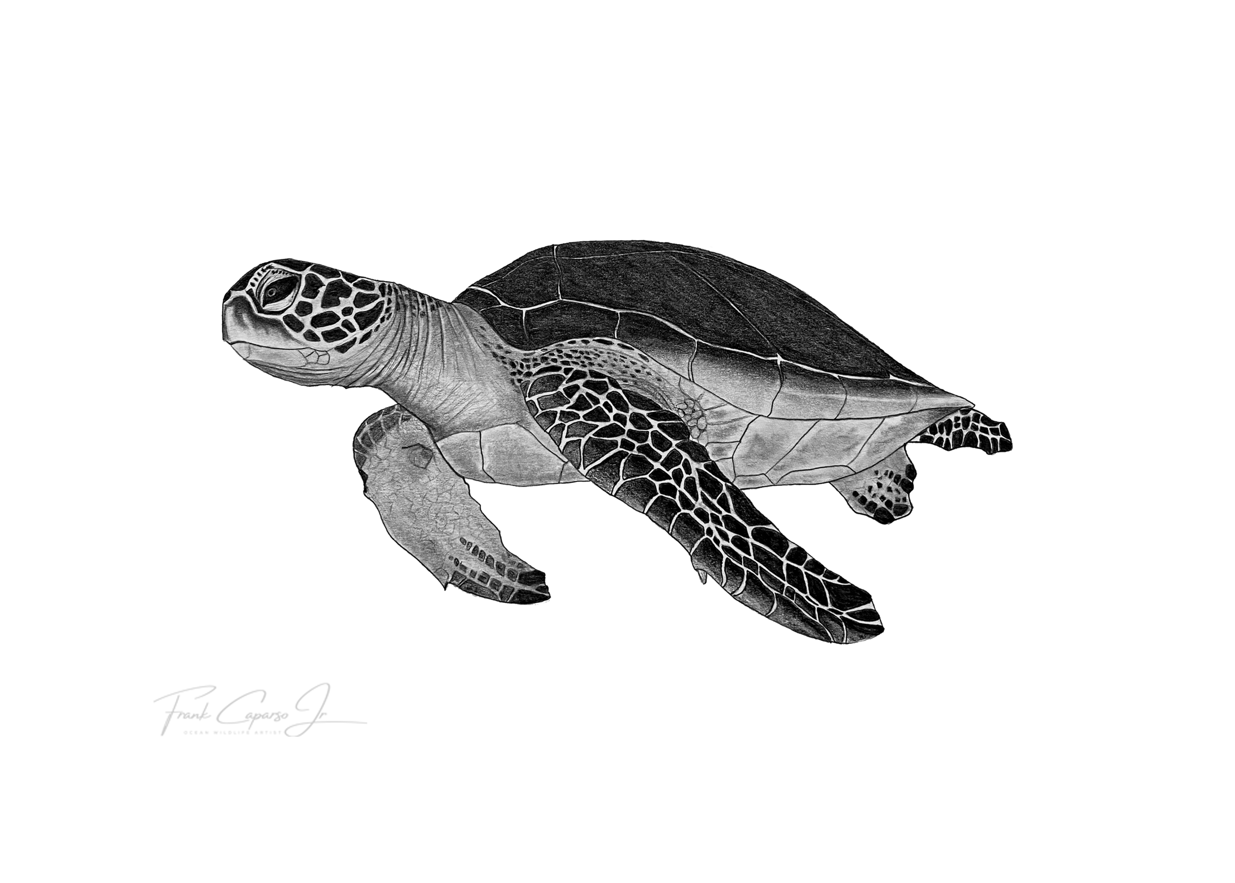 Sea Turtle Print 2 Product Image No Boarder.png