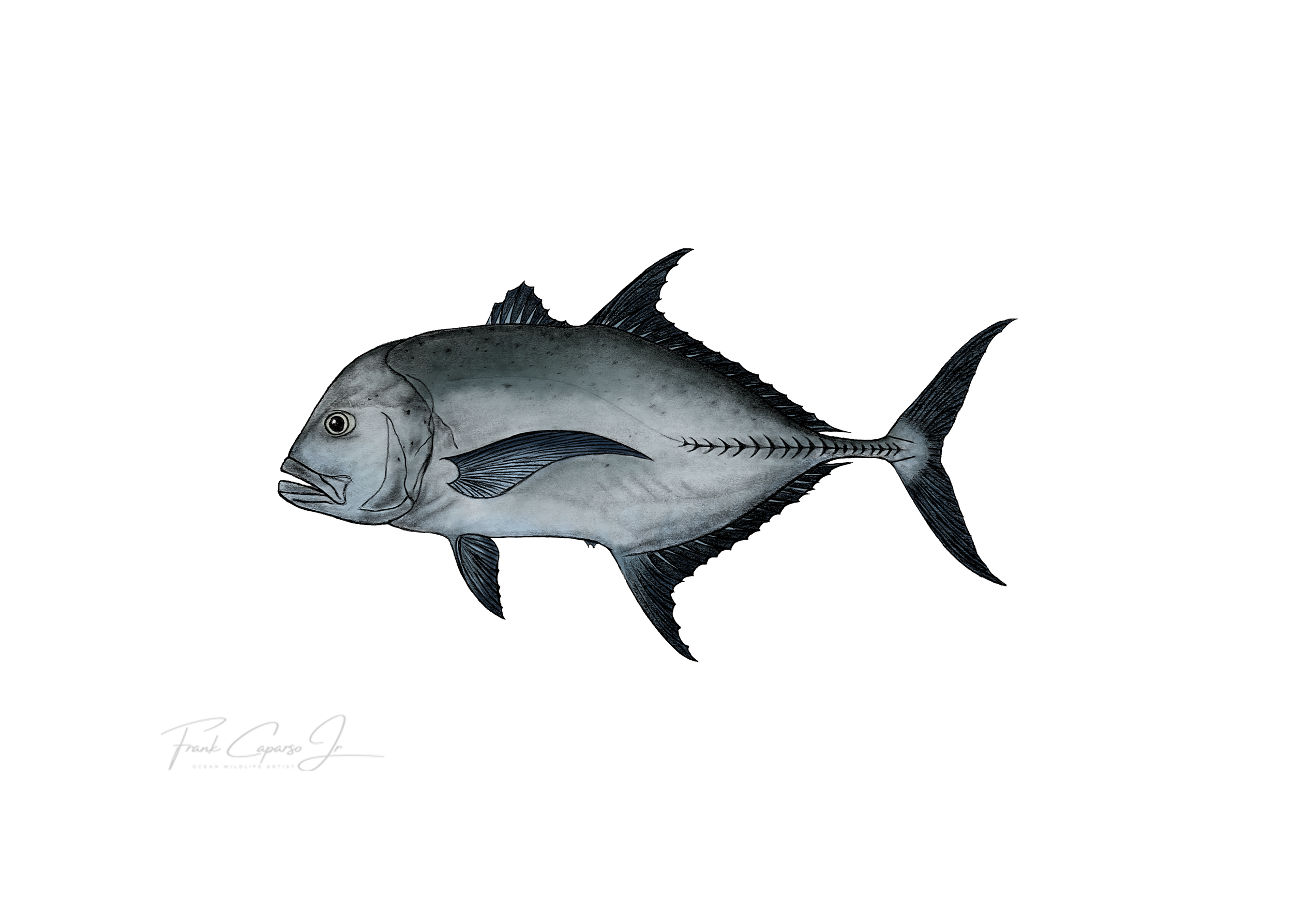 Ulua Print 1 Product Image Colored No Boarder.png