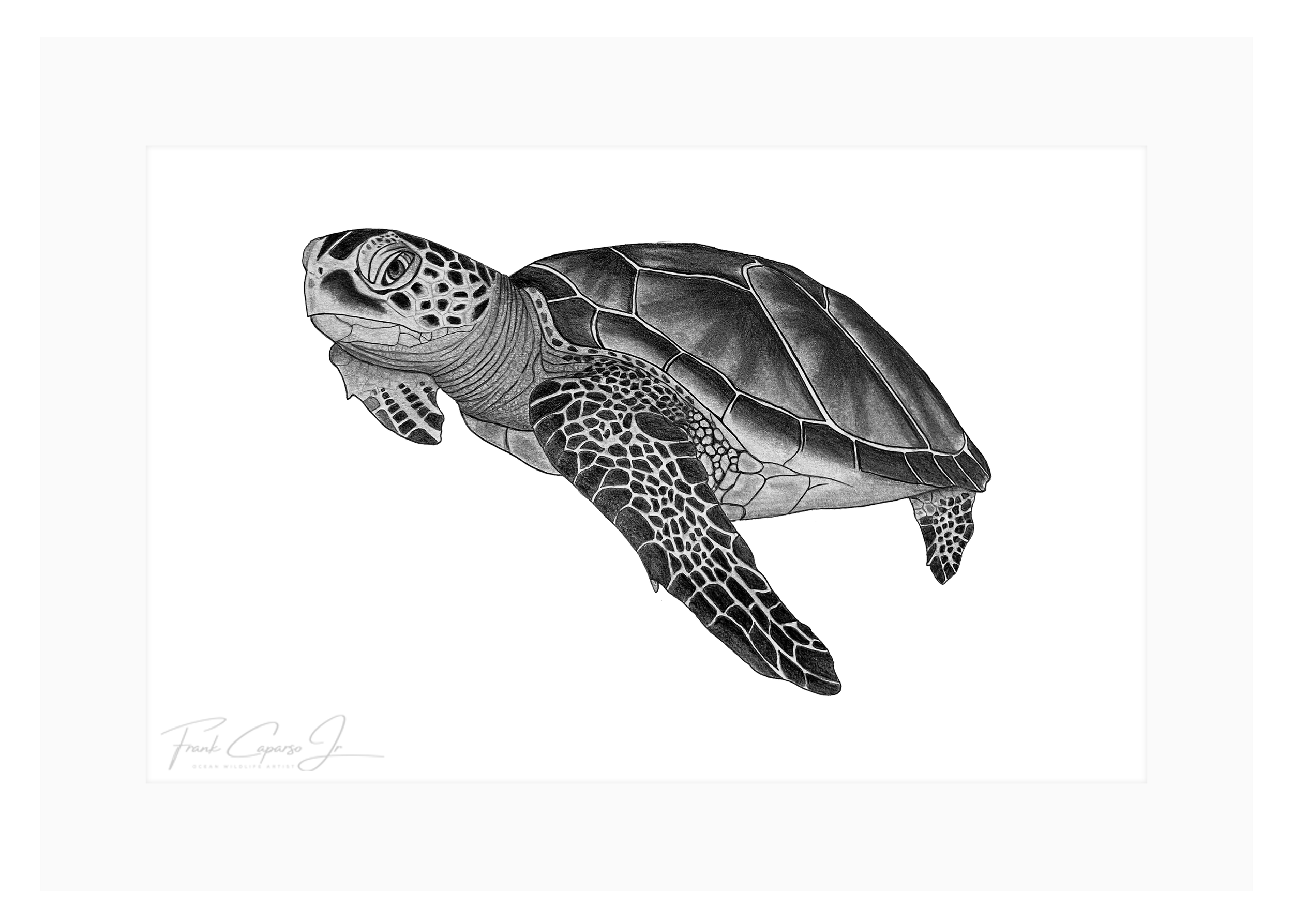 Sea Turtle Print 8 Product Image.png