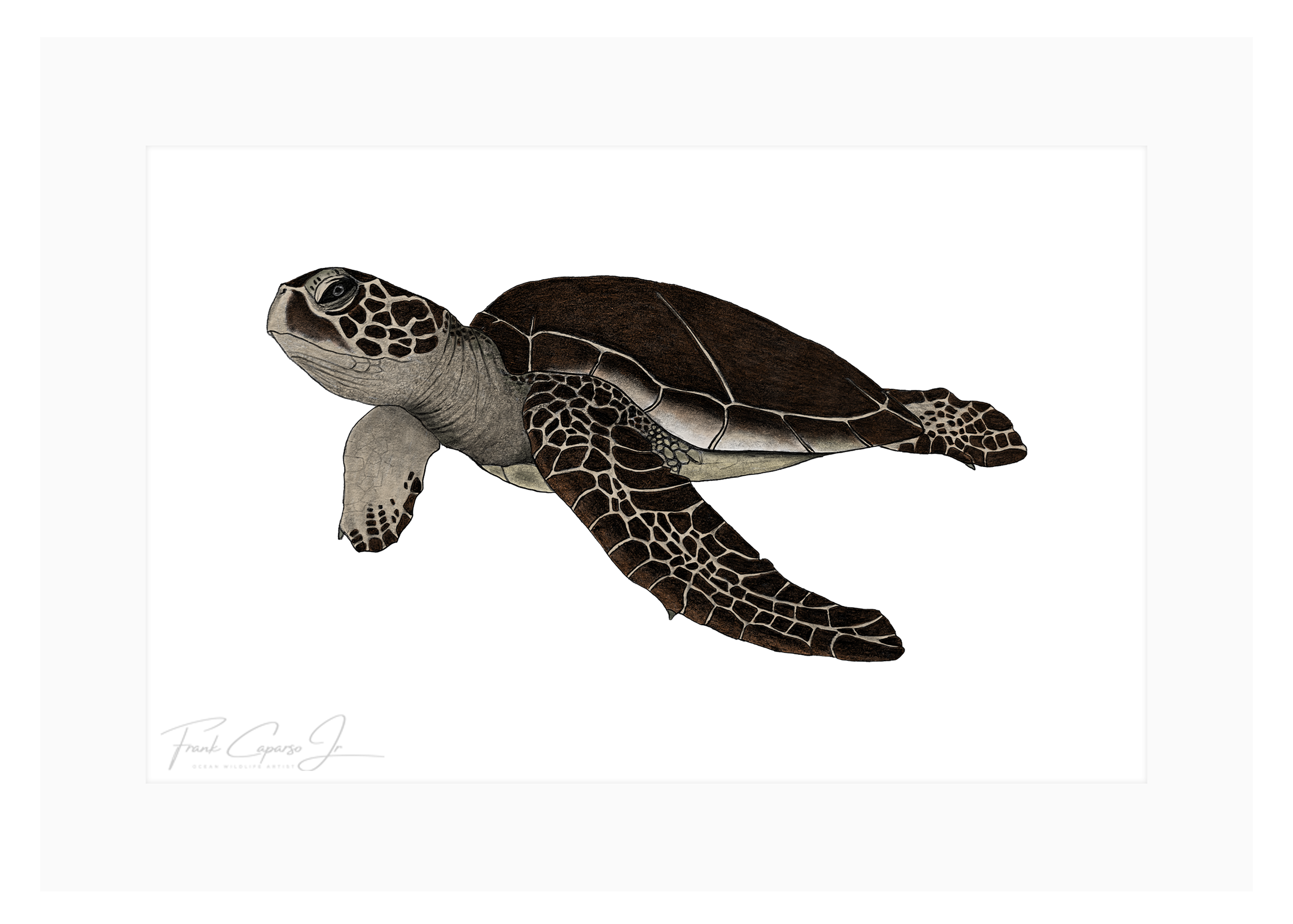 Green Sea Turtle Pencil Drawing No. 1