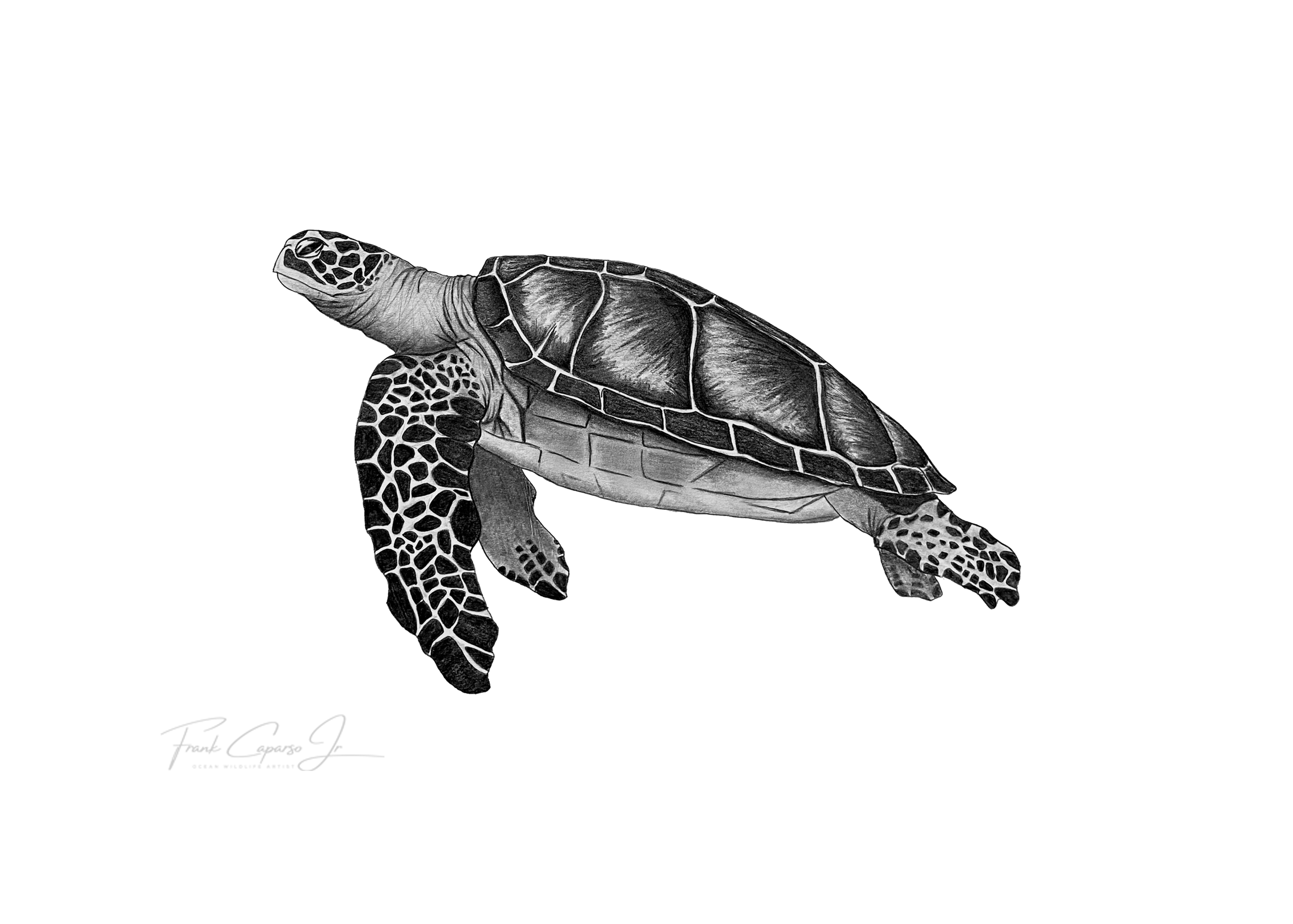 Sea Turtle Print 3 Product Image No Boarder.png