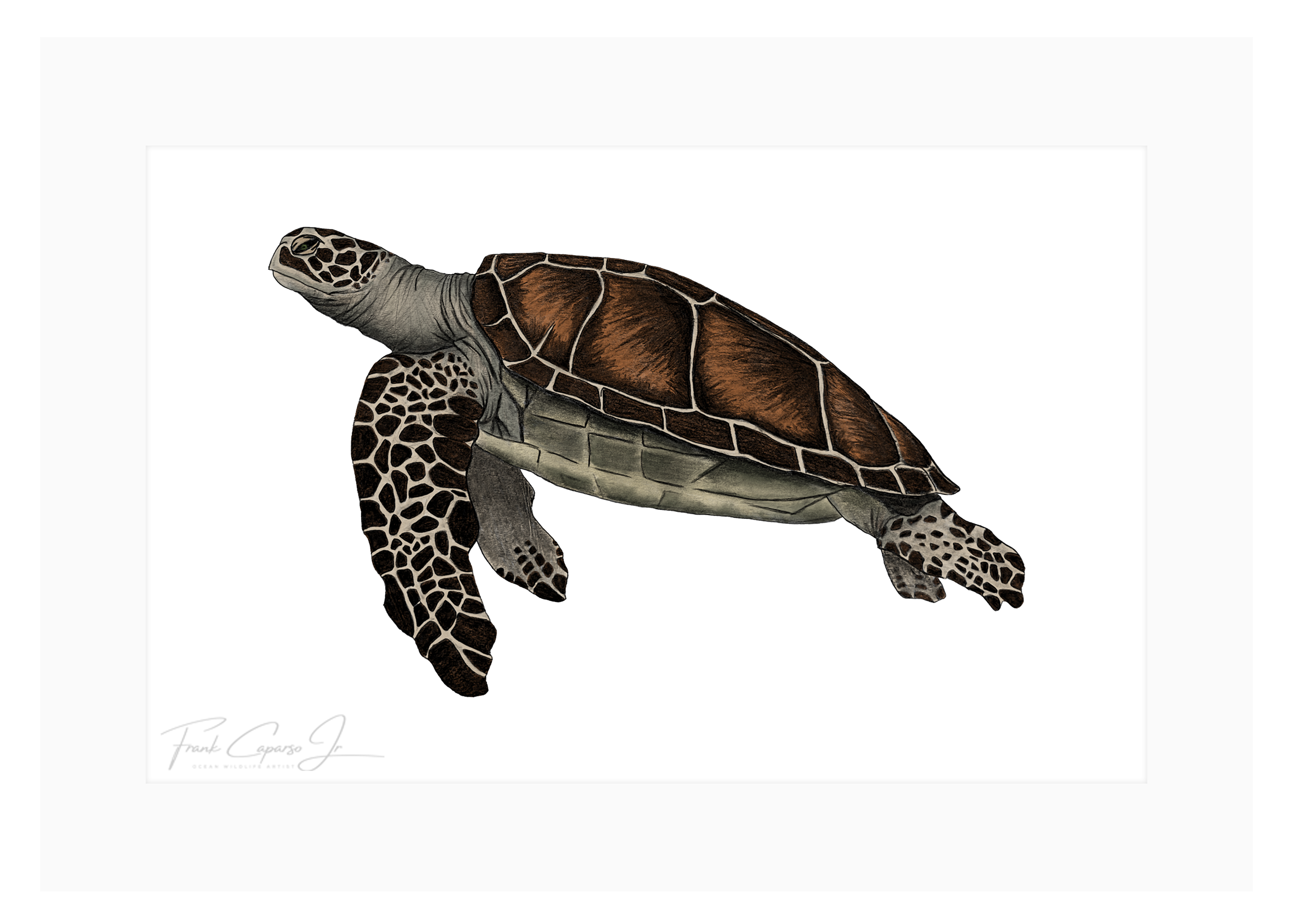 Sea Turtle Print 3 Product Image Colored.png