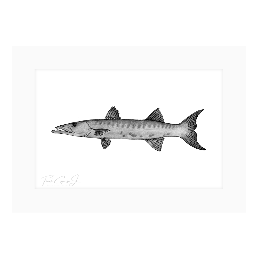 Barracuda Drawing Print No. 1
