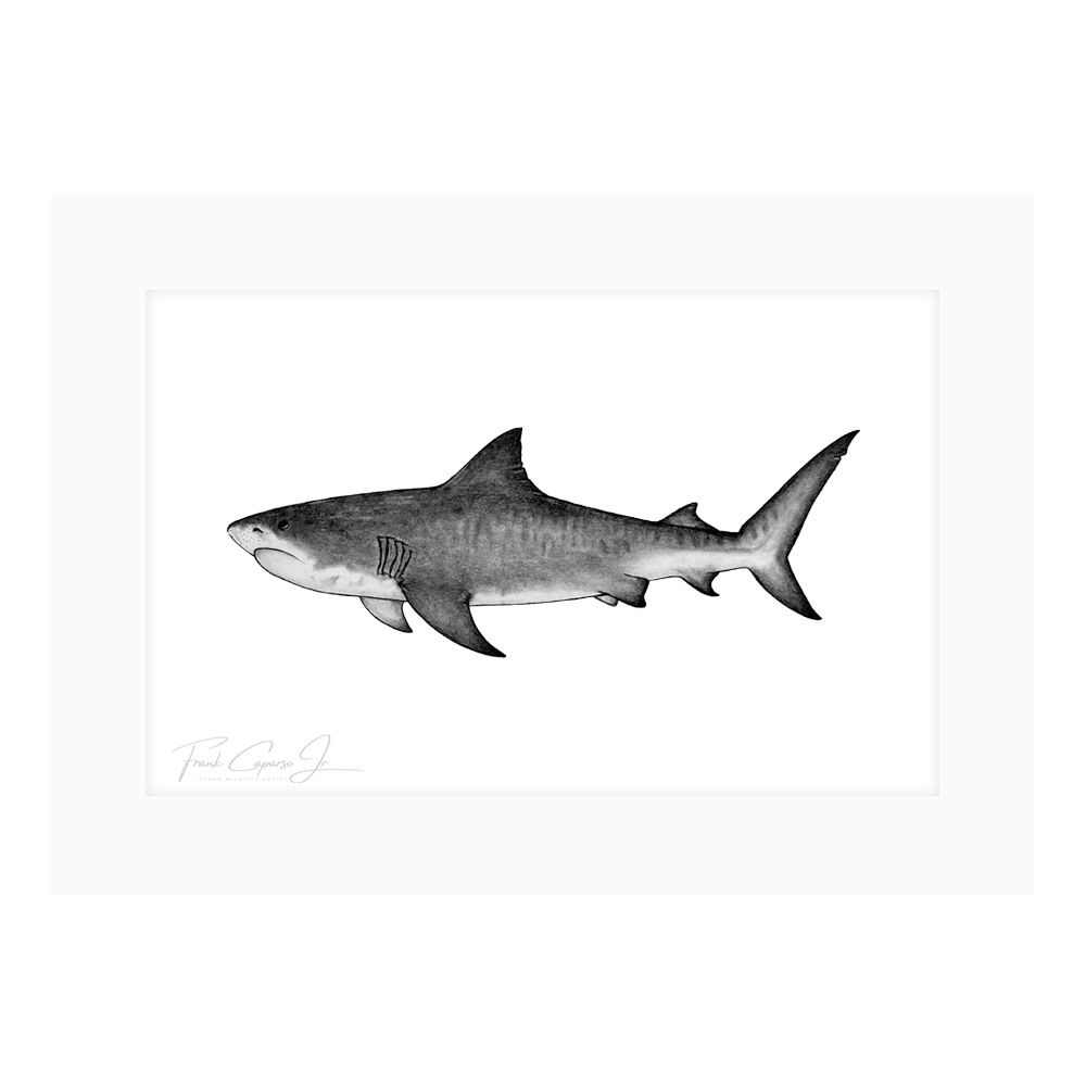 Tiger Shak Drawing Print No. 3