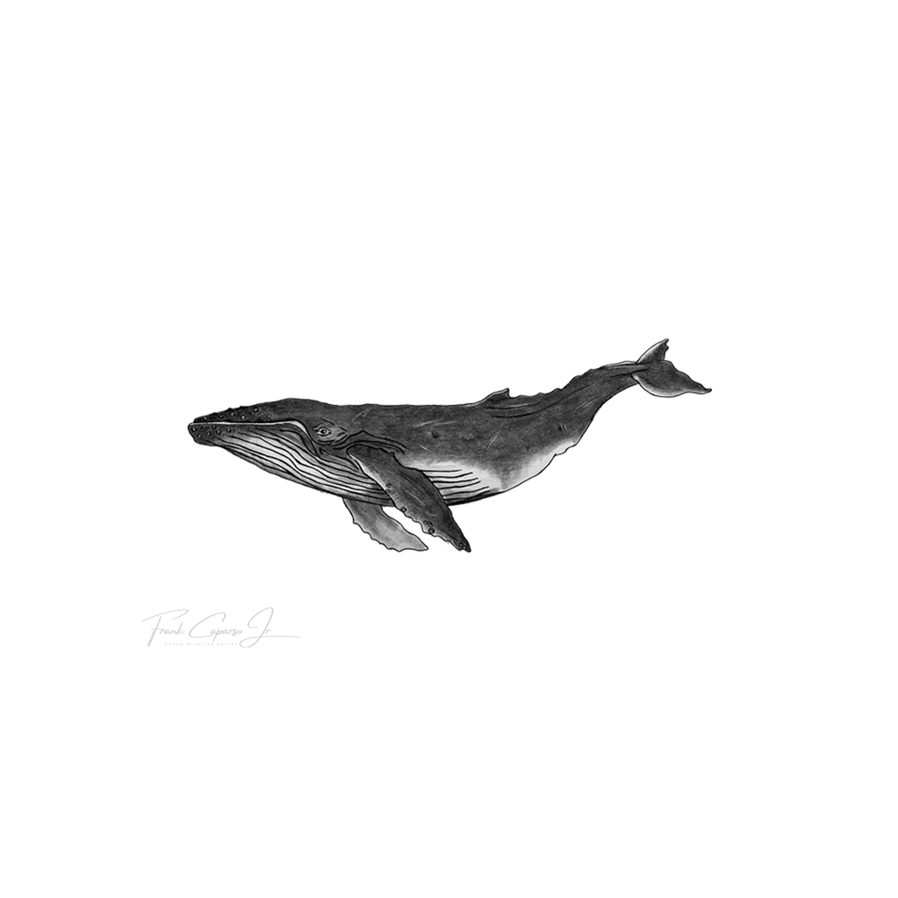 Humpback Whale Print 1 Product Image Blank.png