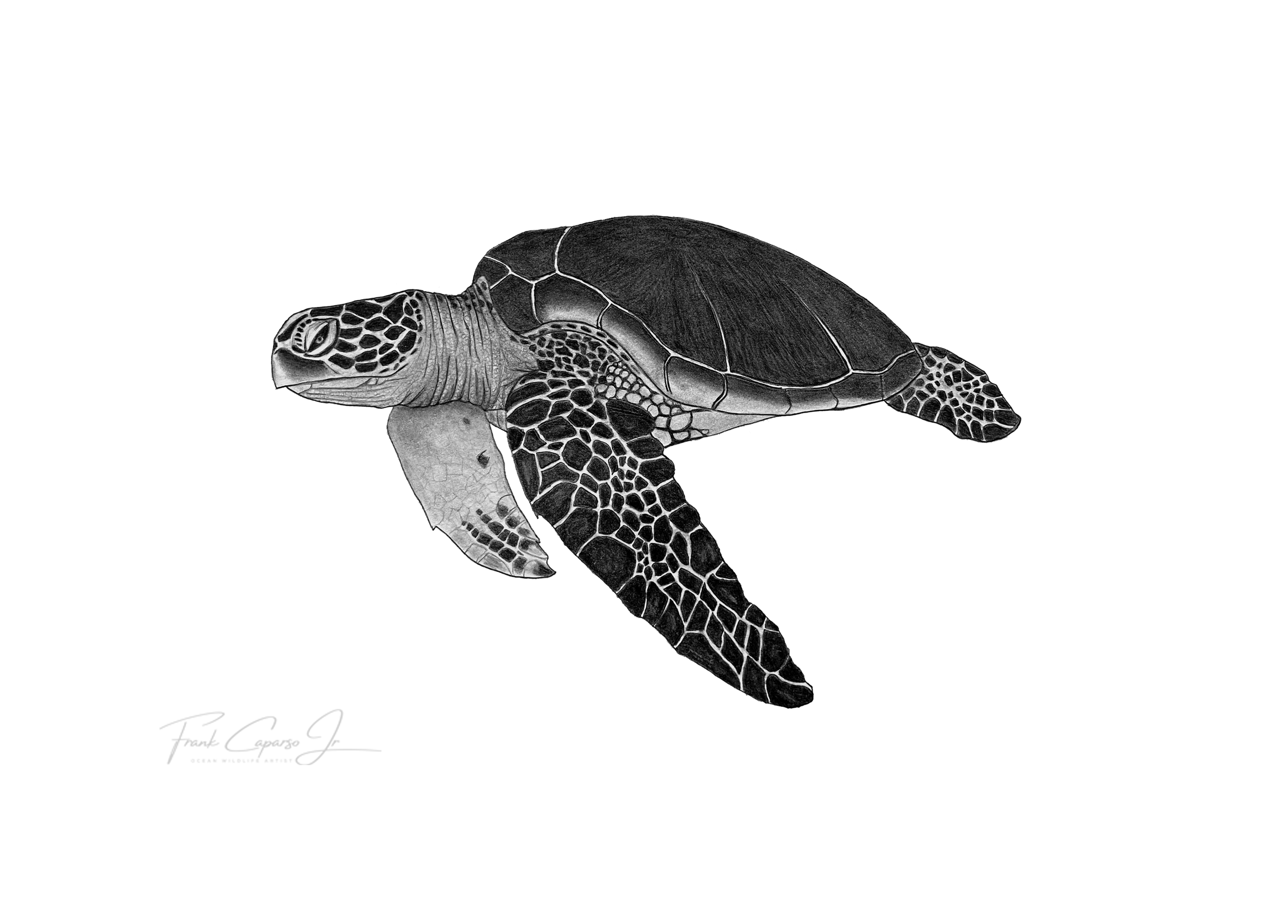 Sea Turtle Print 6 Product Image No Boarder.png