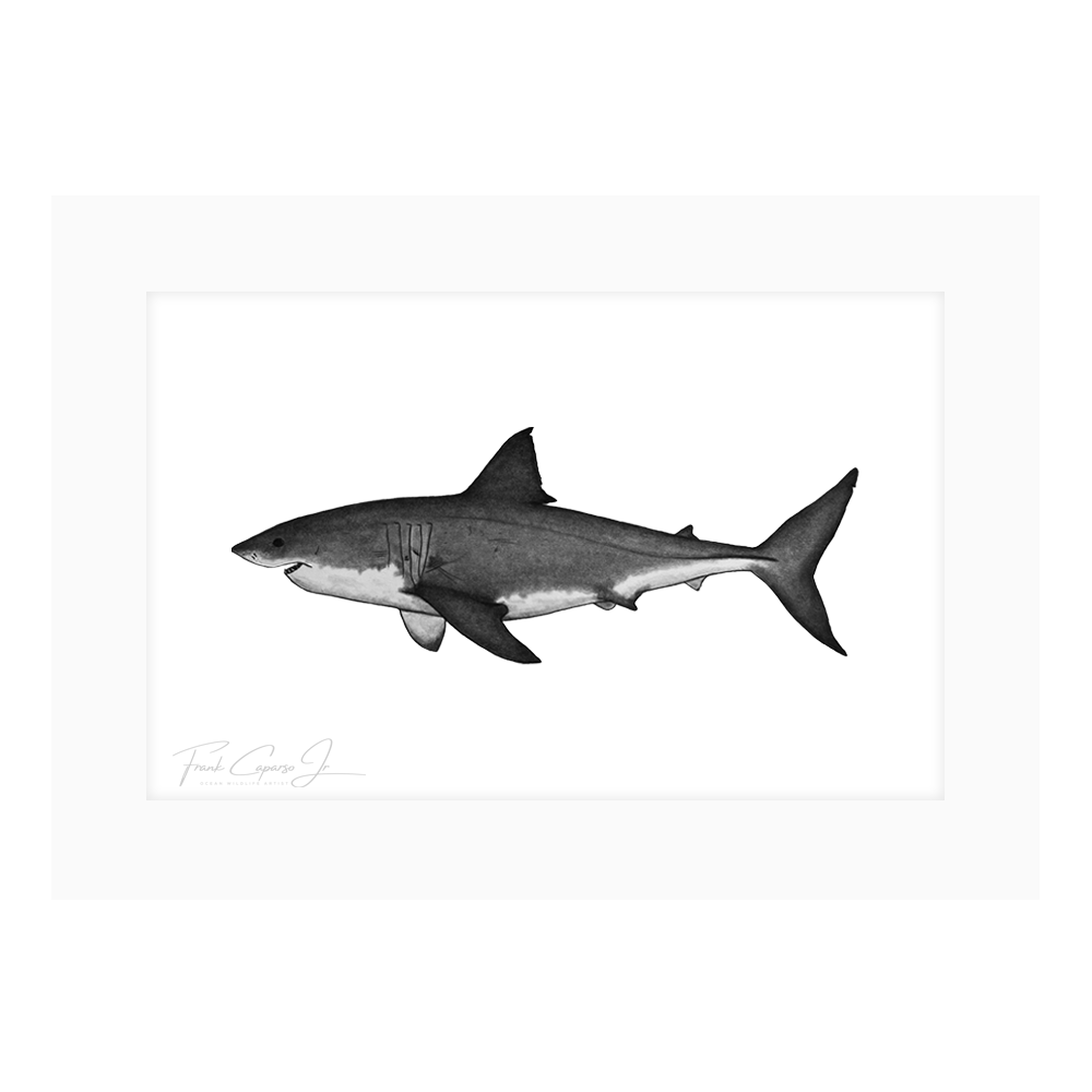 Great White Shark Print 5 Product Image Border.png