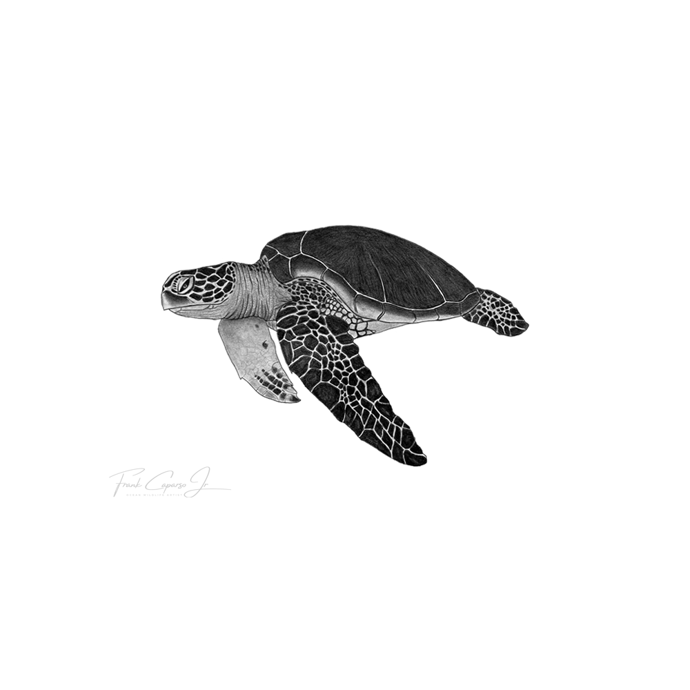 Sea Turtle Print 6 Product Image Blank.png