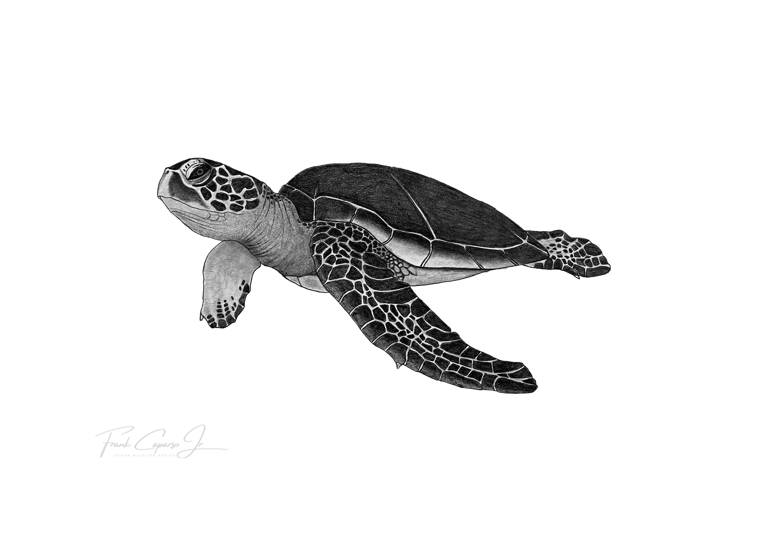 Sea Turtle Print 1 Product Image No Boarder.png
