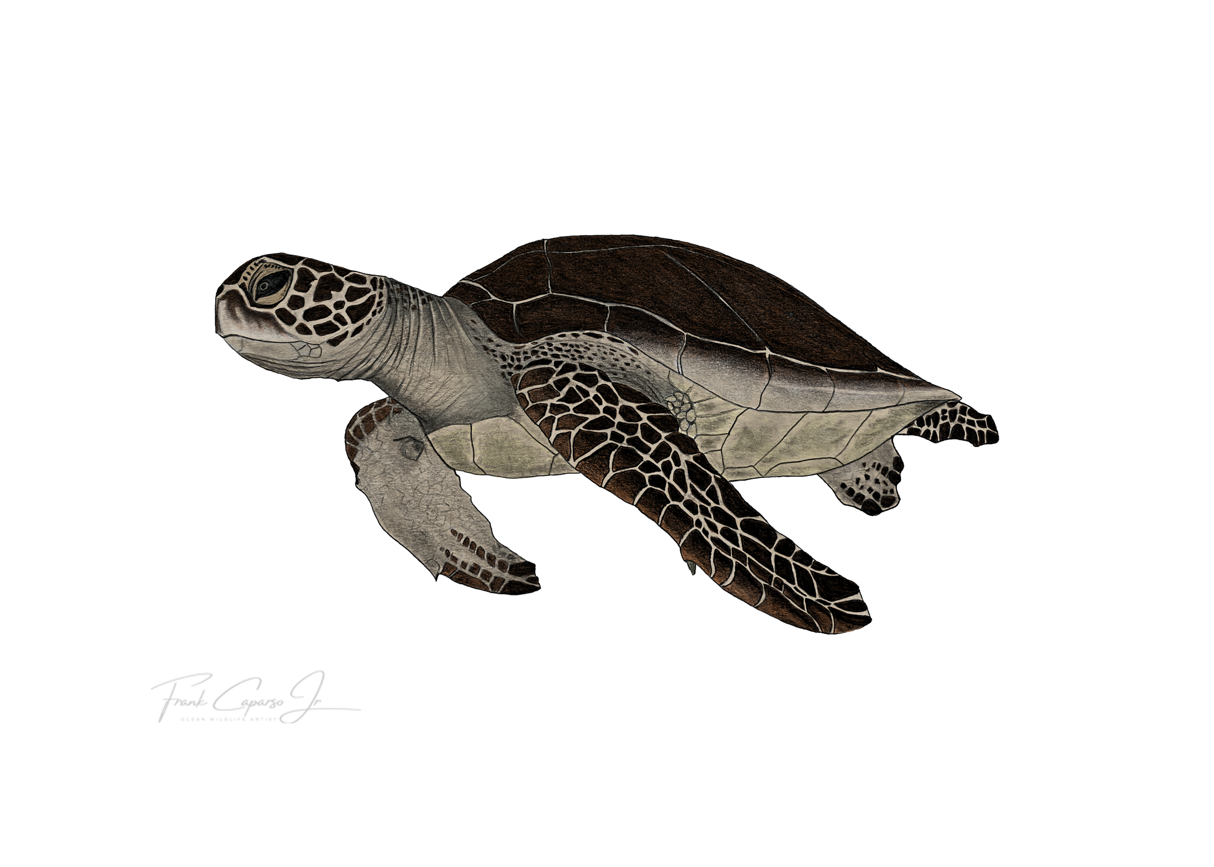 Sea Turtle Print 2 Product Image Colored No Boarder.png