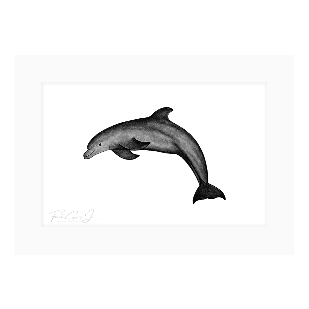 Dolphin Product Image With Border.png