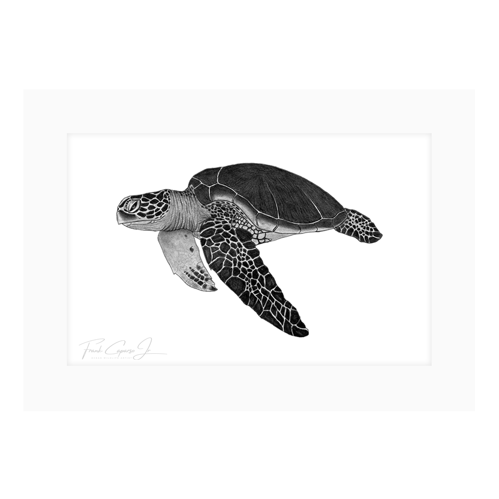 Sea Turtle Print 6 Product Image Shadow.png