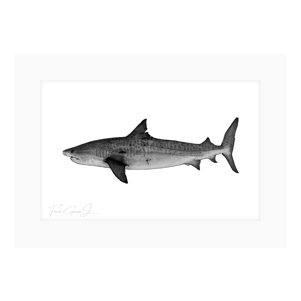 Tiger Shark Drawing Print No. 1