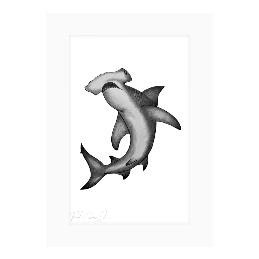 Hammerhead Shark Drawing Print No. 4