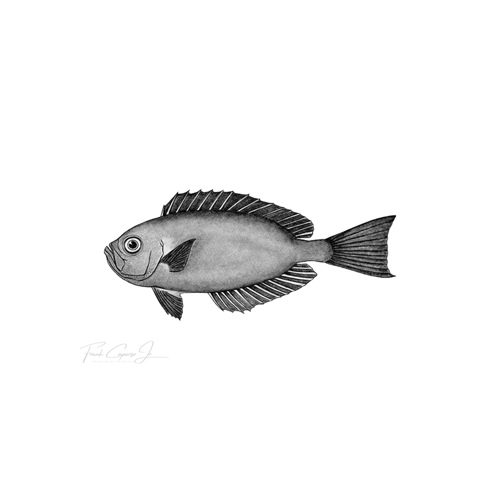 Priacanthus Meeki Product Image Blank.png