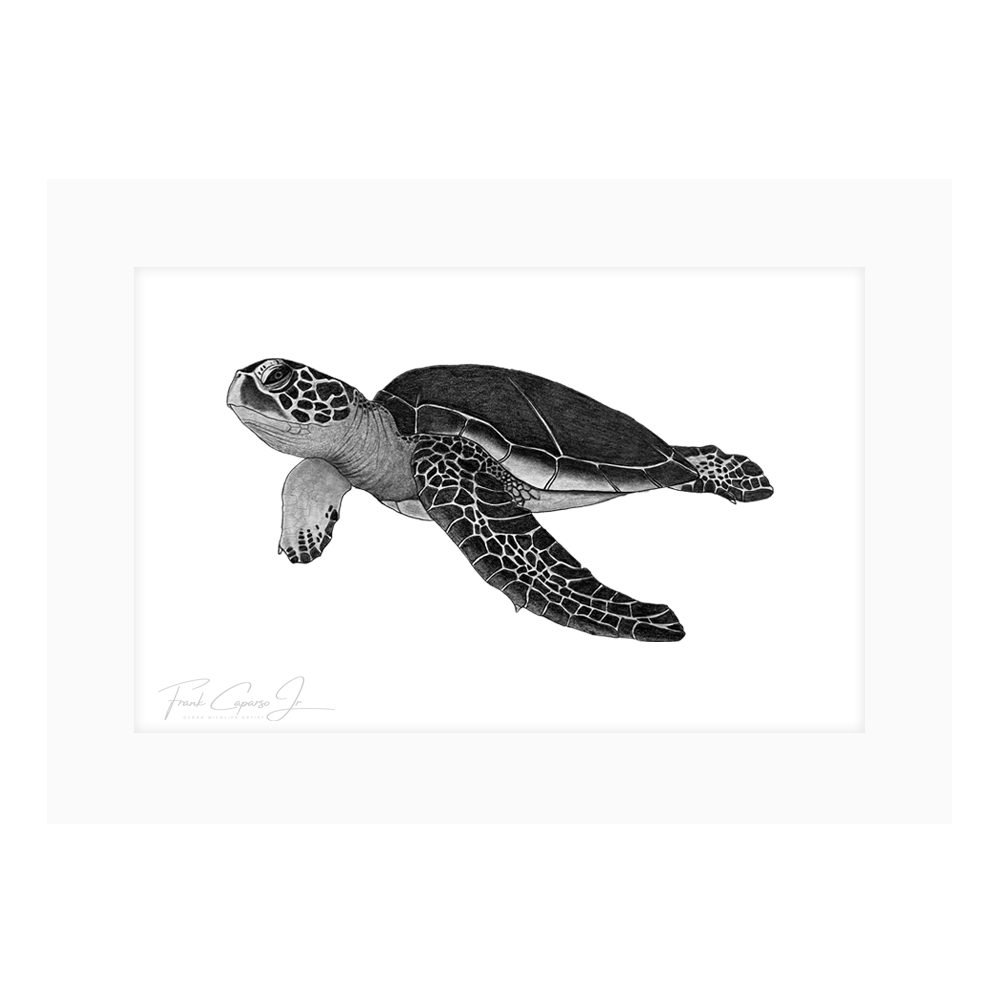 Sea Turtle Print 1 Product Image Shadow.png