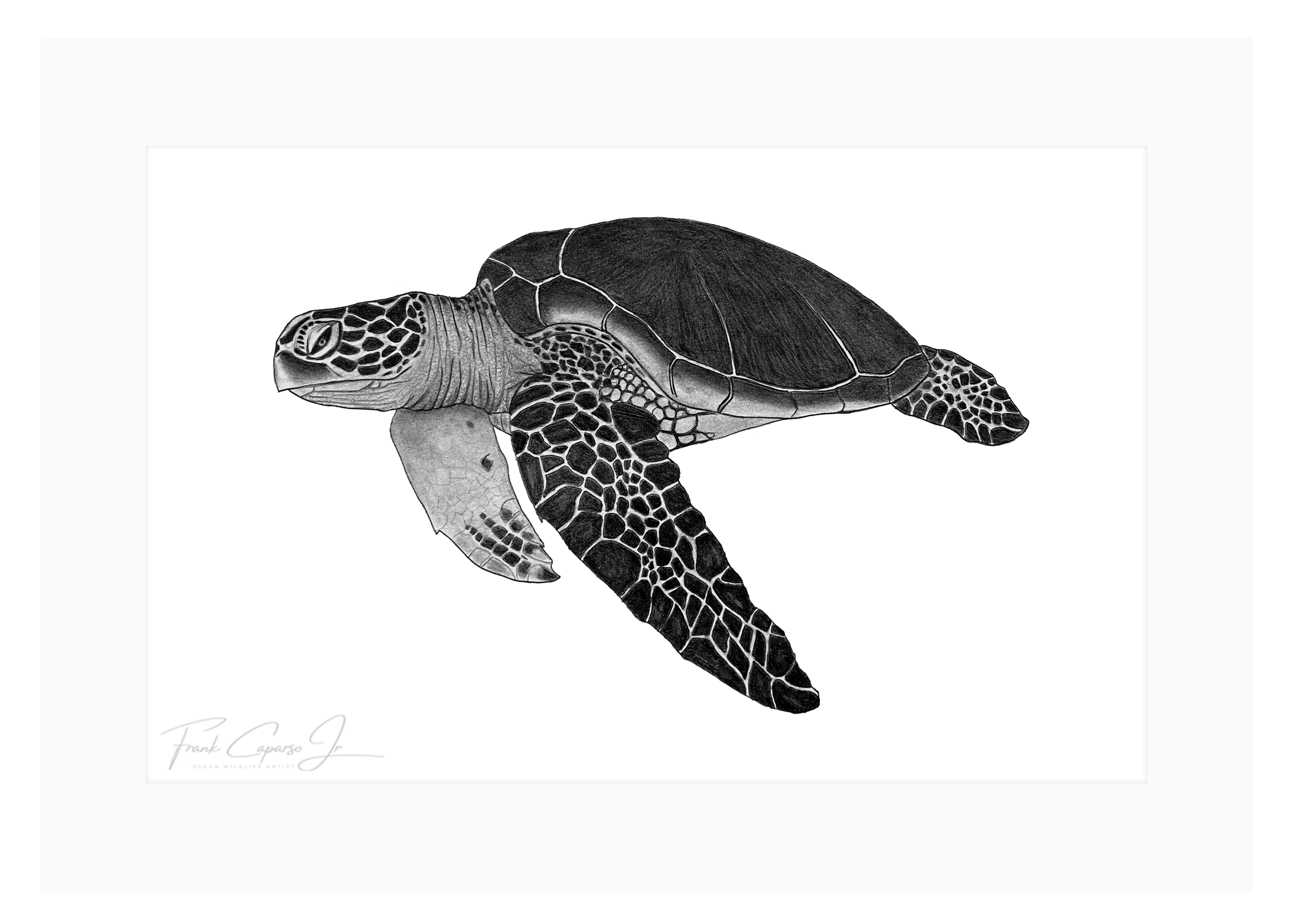 Sea Turtle Print 6 Product Image.png