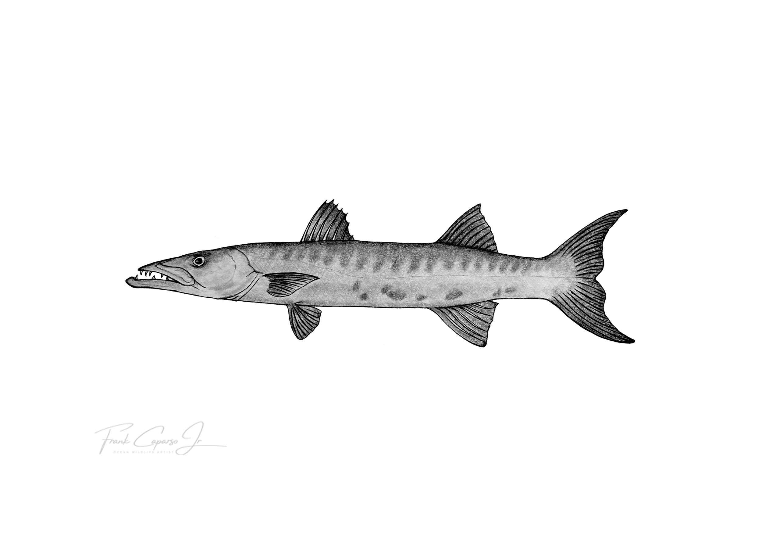Barracuda Print 1 Product Image No Boarder.png