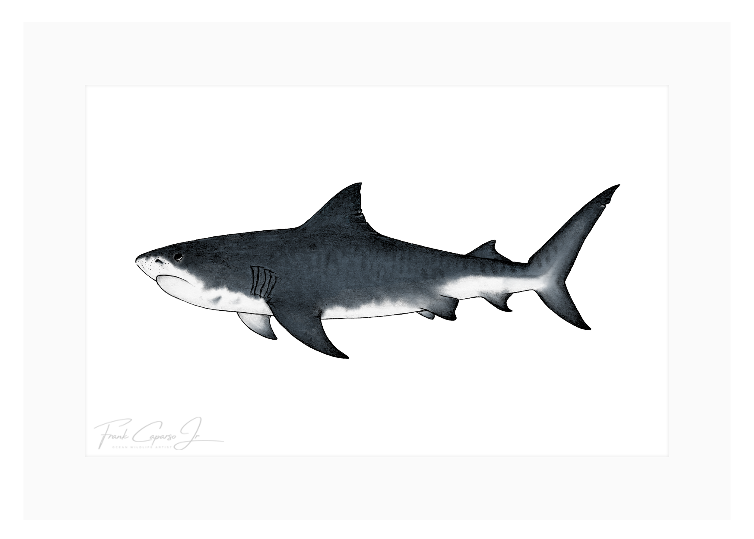 Tiger Shark Print 3 Product Image Colored.png