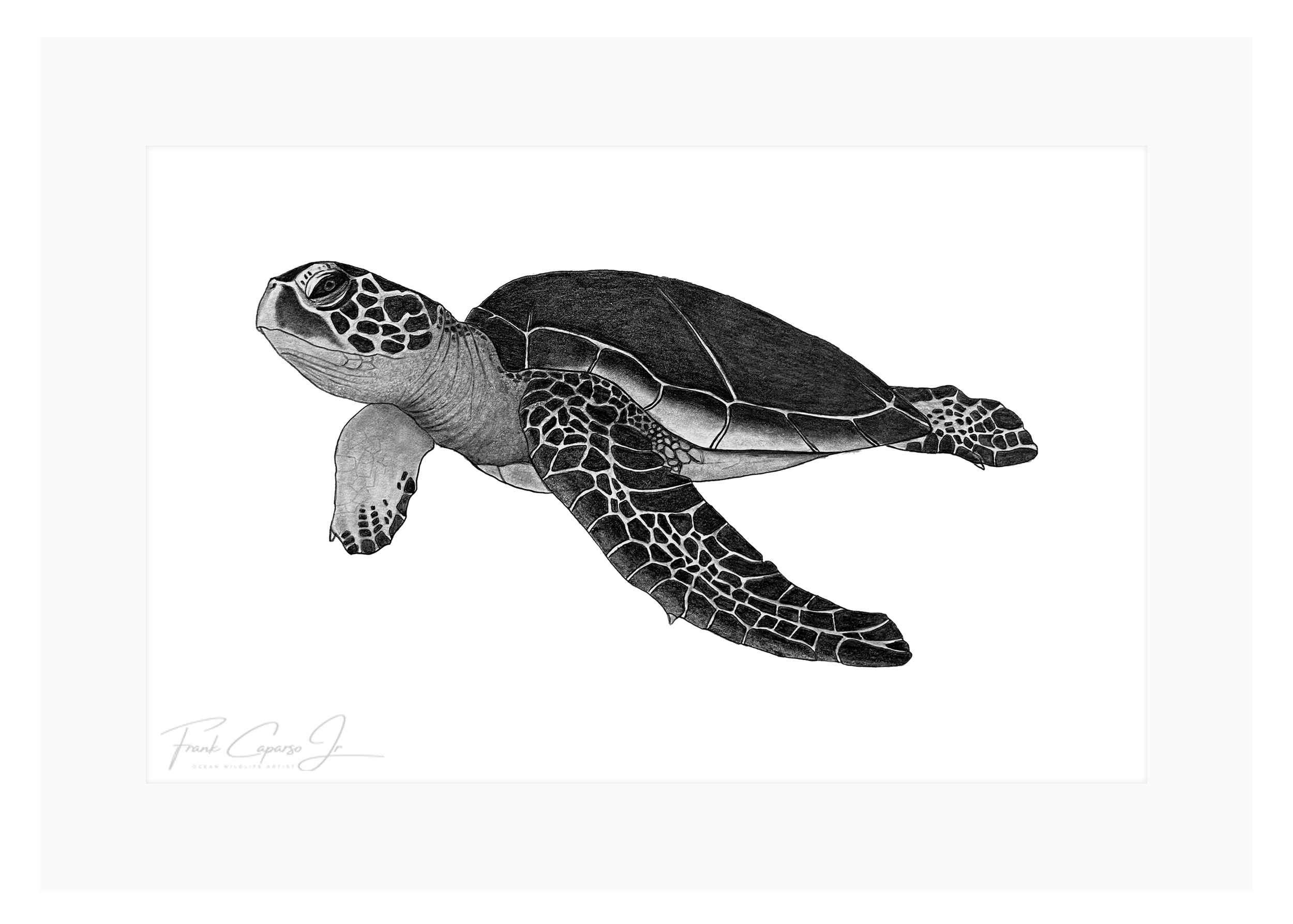 Sea Turtle Print 1 Product Image.png